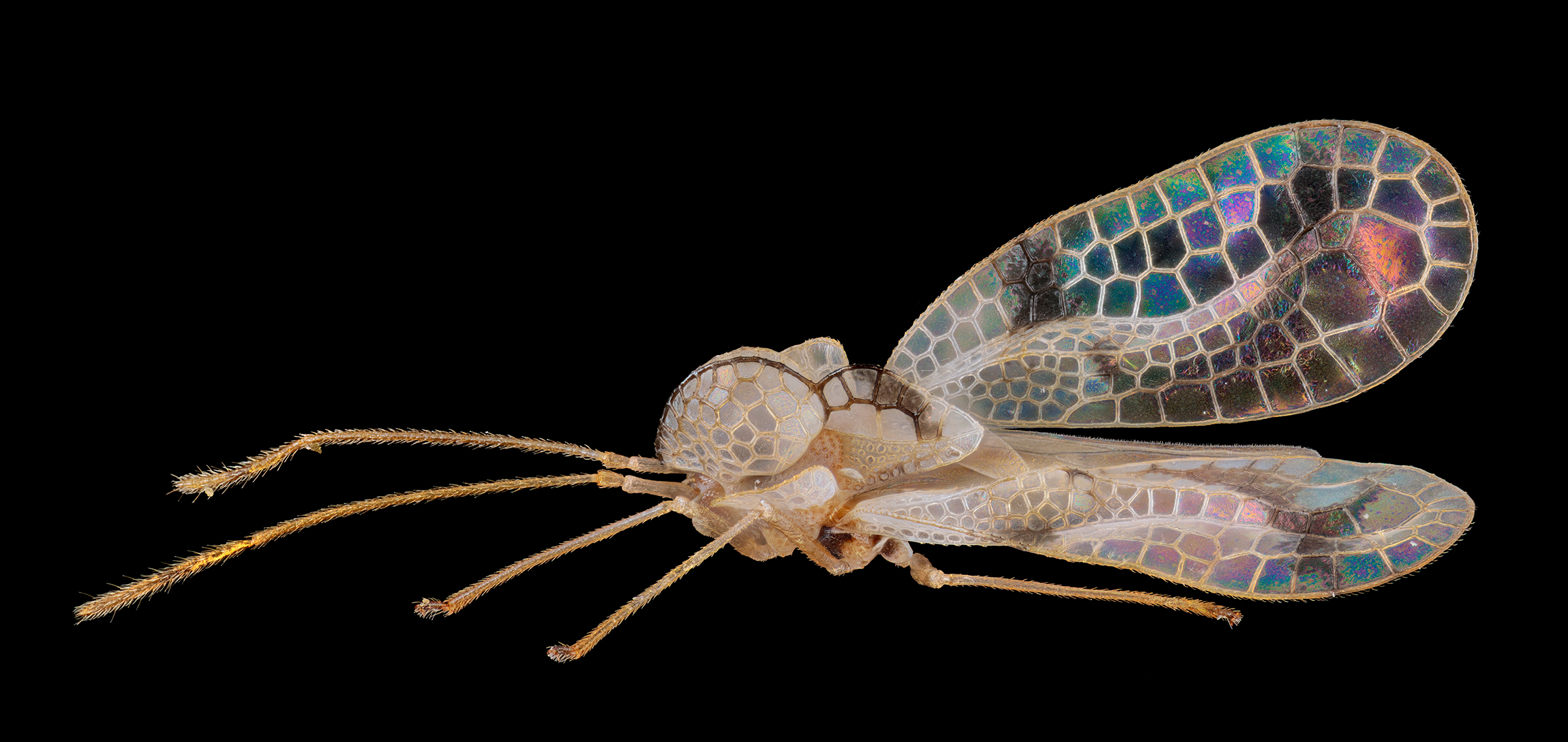 Stephanitis pyrioides