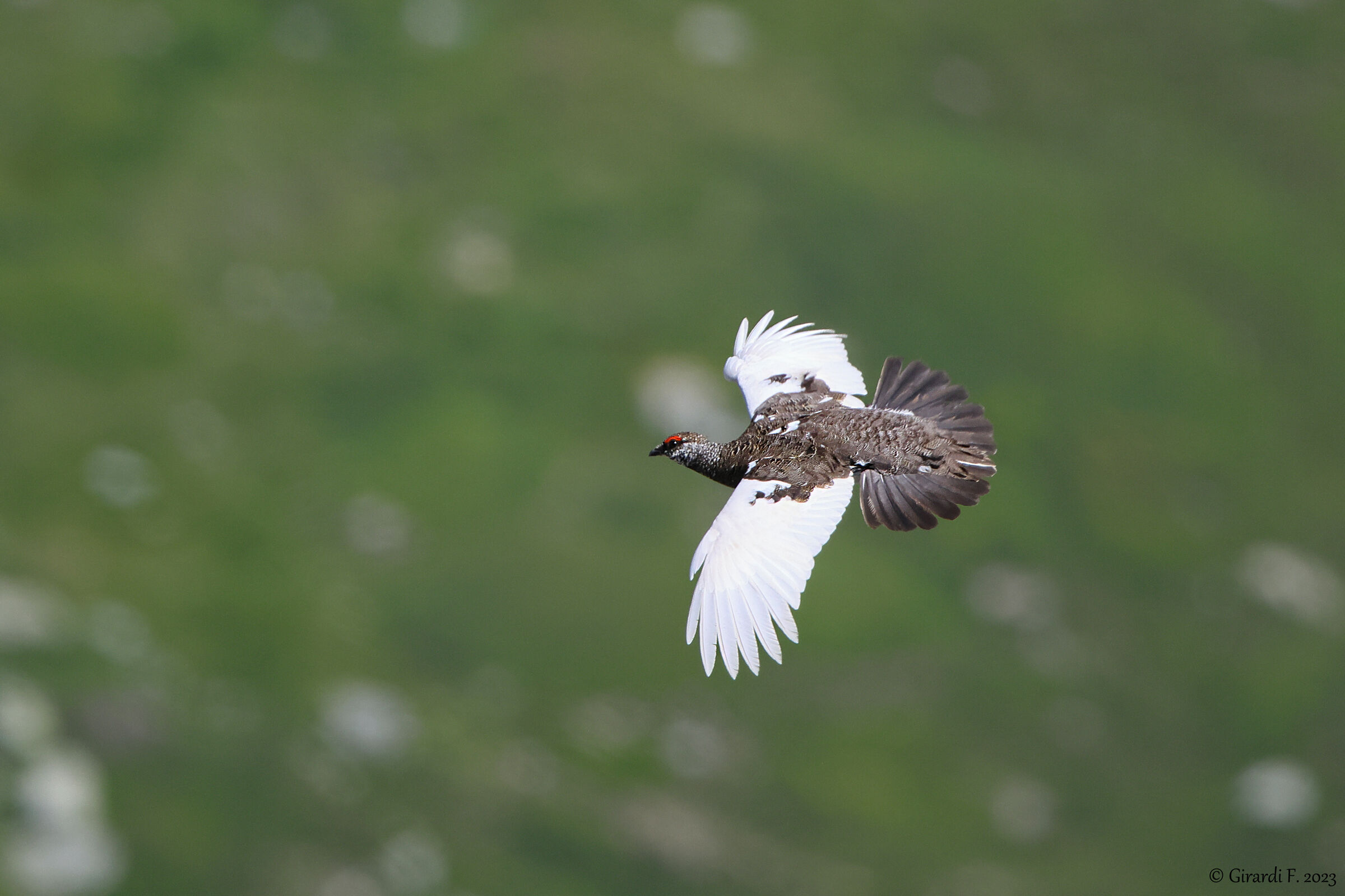 Pernice bianca alpina