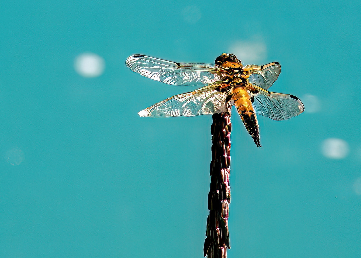 Dragonfly