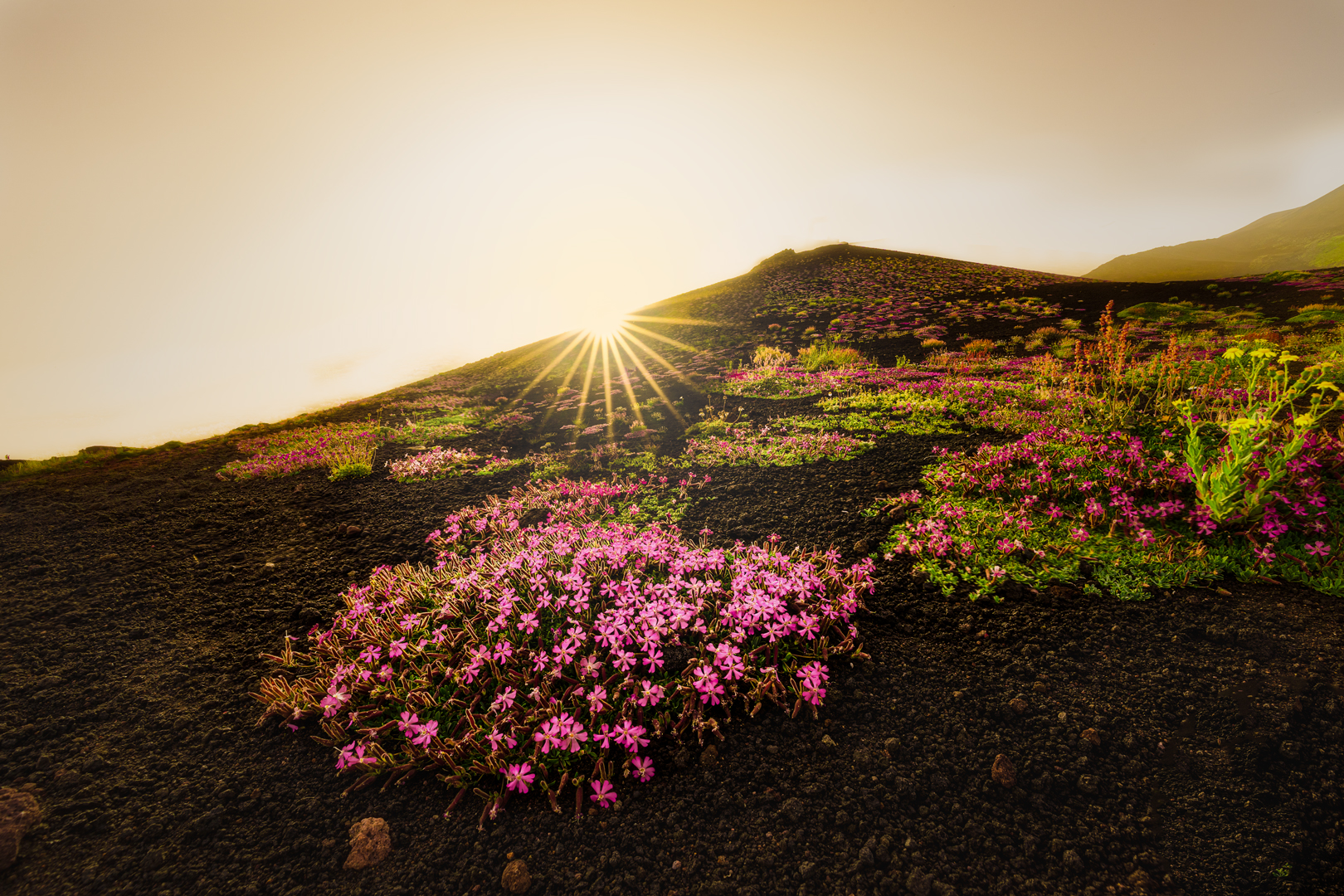 Saponaria dell'etna