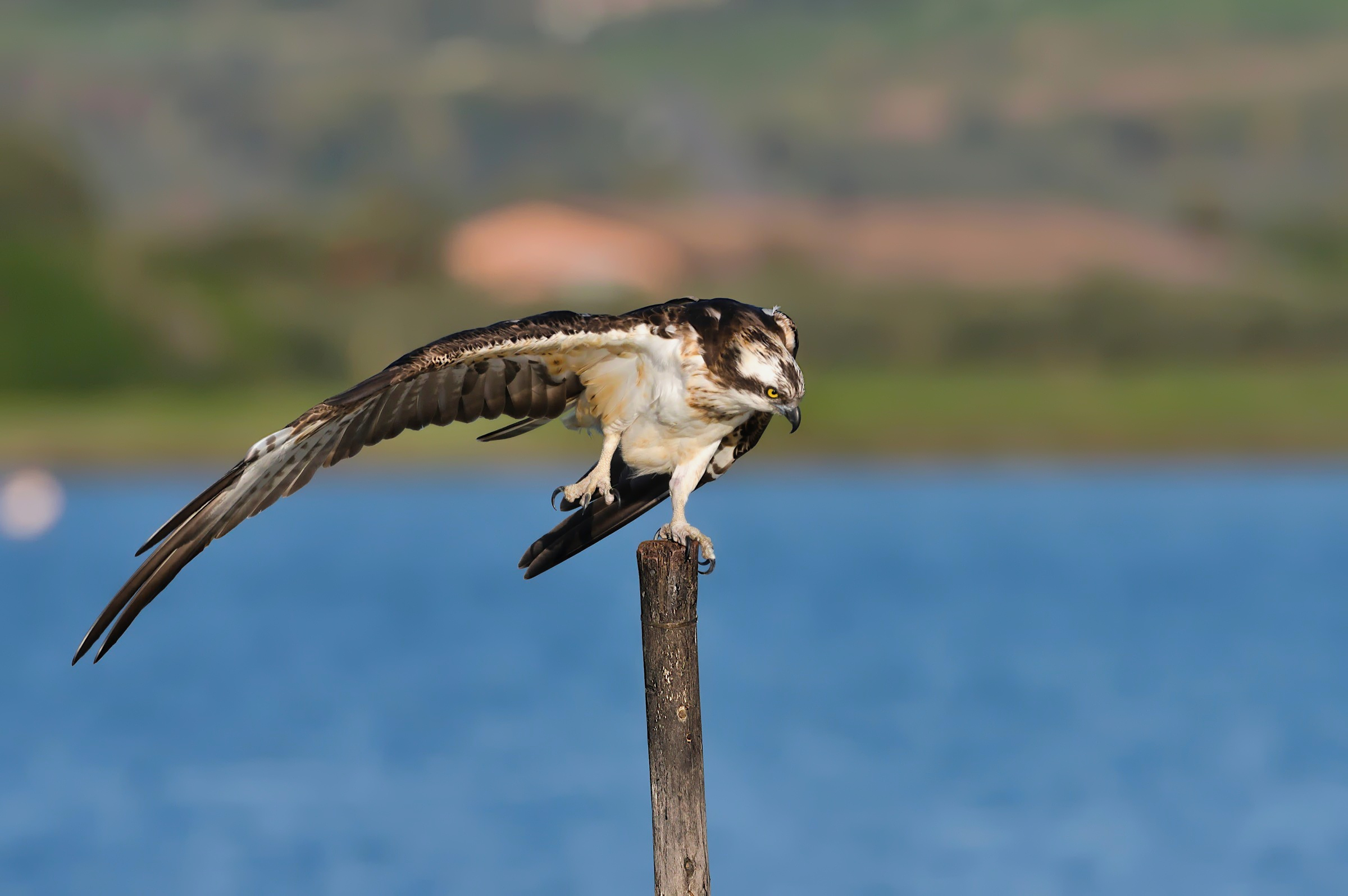 Quando al tuo arrivo ti saluta con un inchino ...