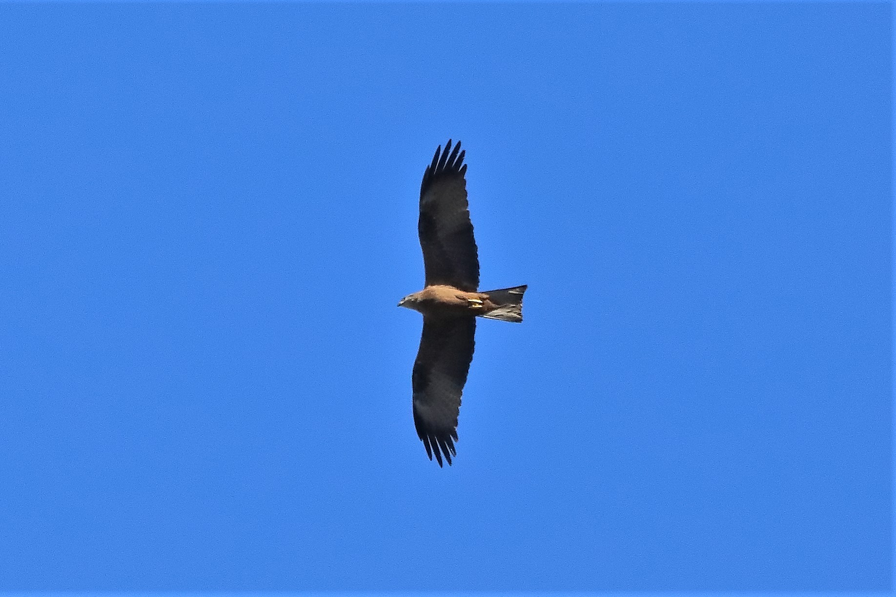 Nibbio bruno 01-04-2023