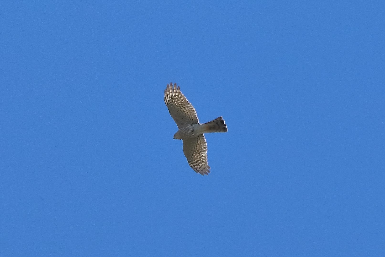 Sparviere 01-04-2023