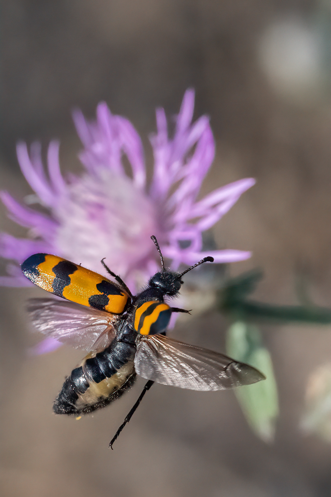 in flight
