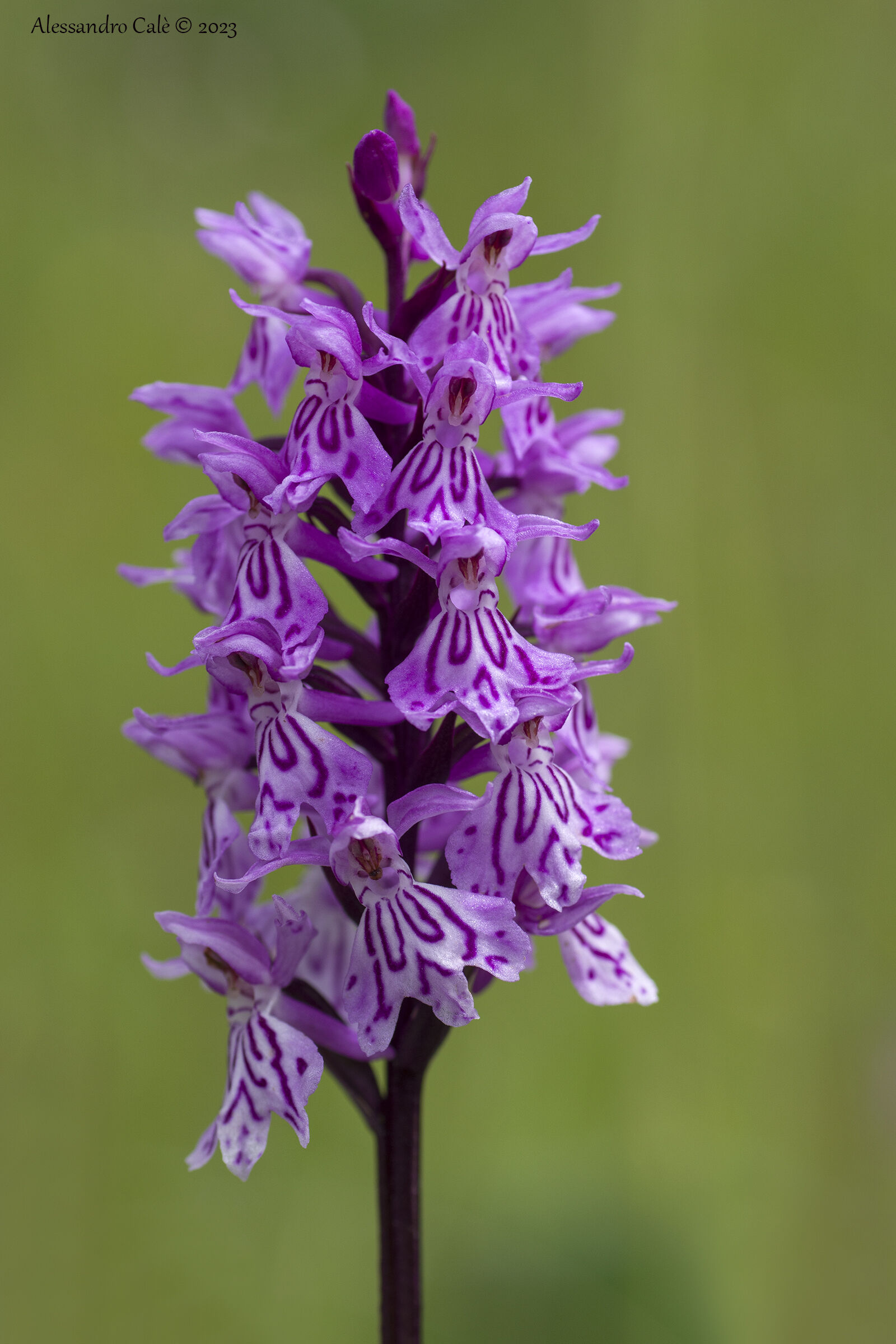 Dactylorhiza maculata 3623