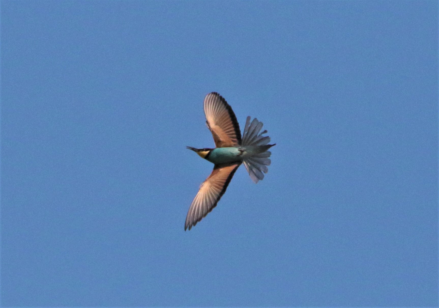 Flying hunting bee-eater