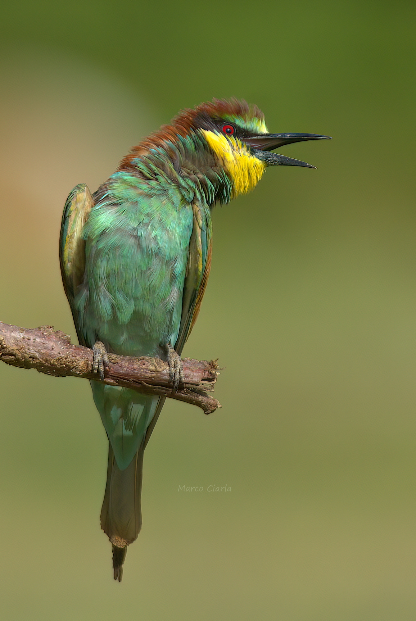 stretching... Bee-eater (Merops apiaster)