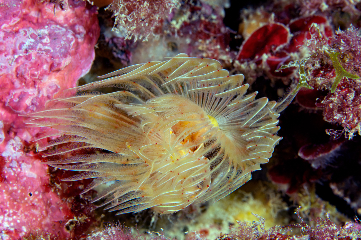 Protula