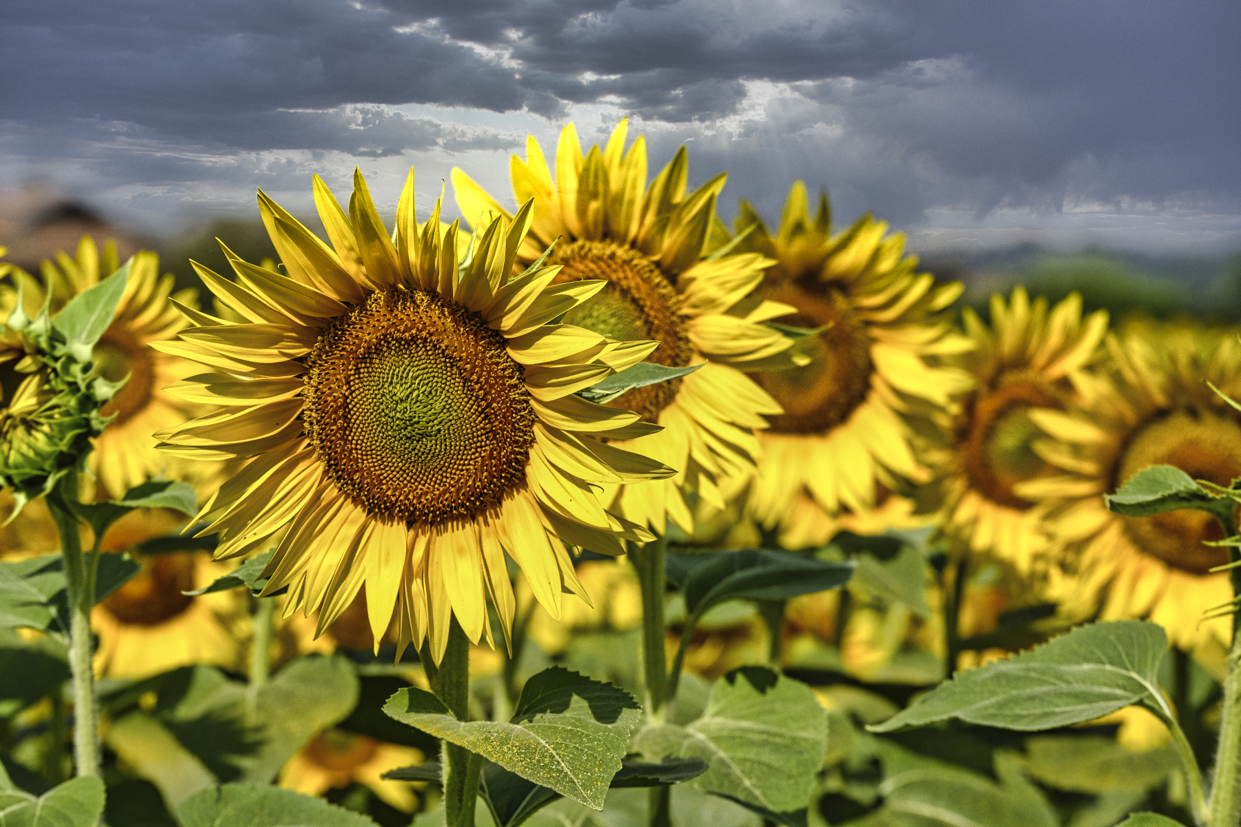 Ovviamente  girasoli