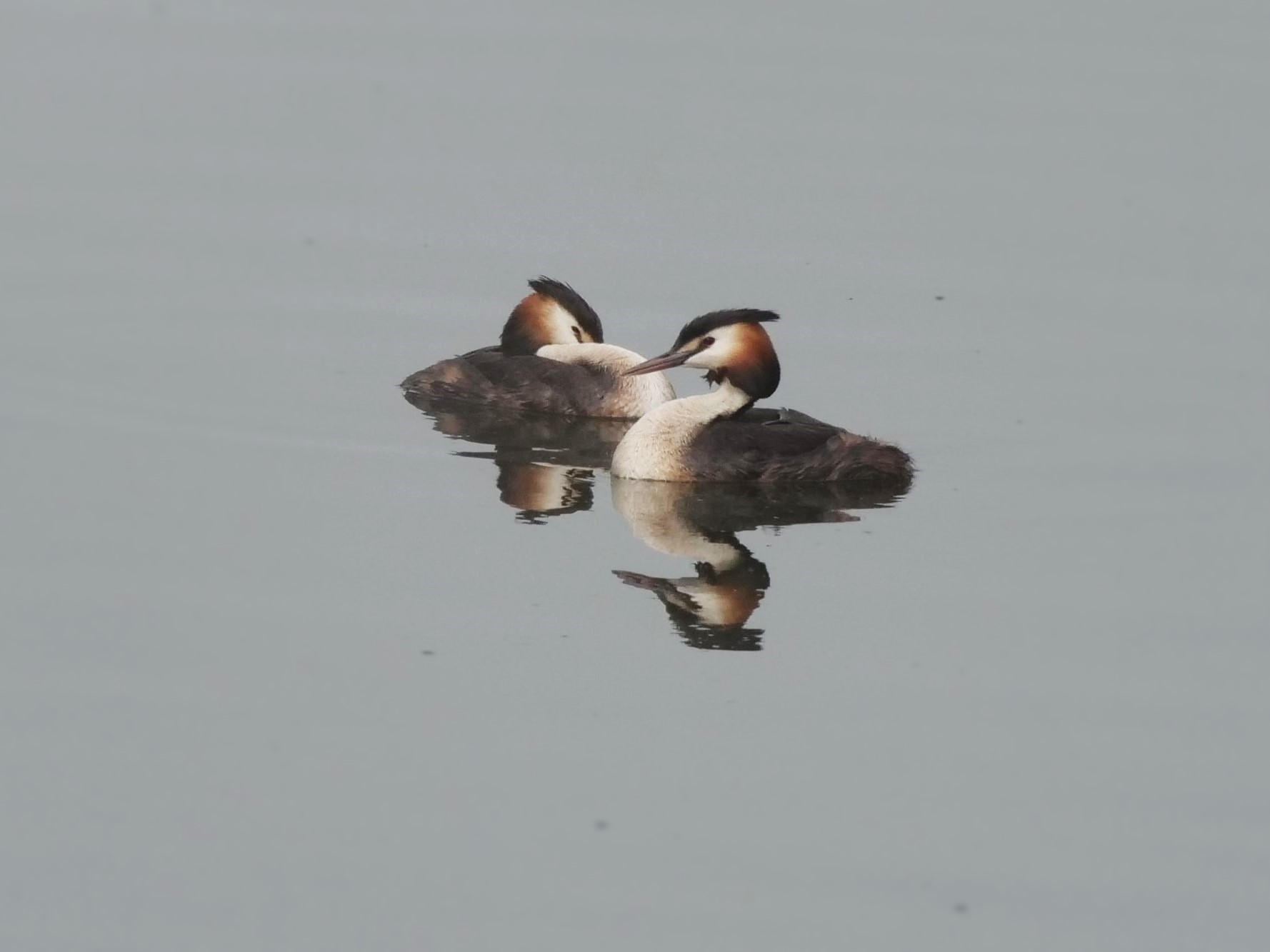 Great crested grebe