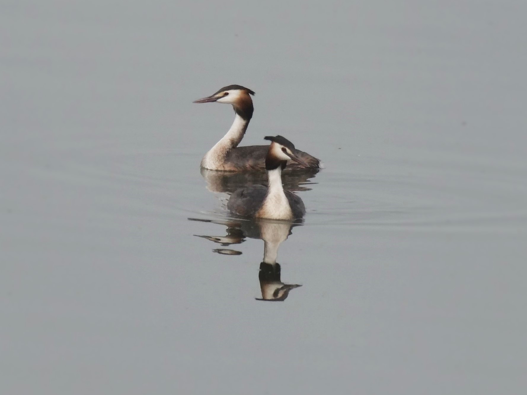 Great crested grebe