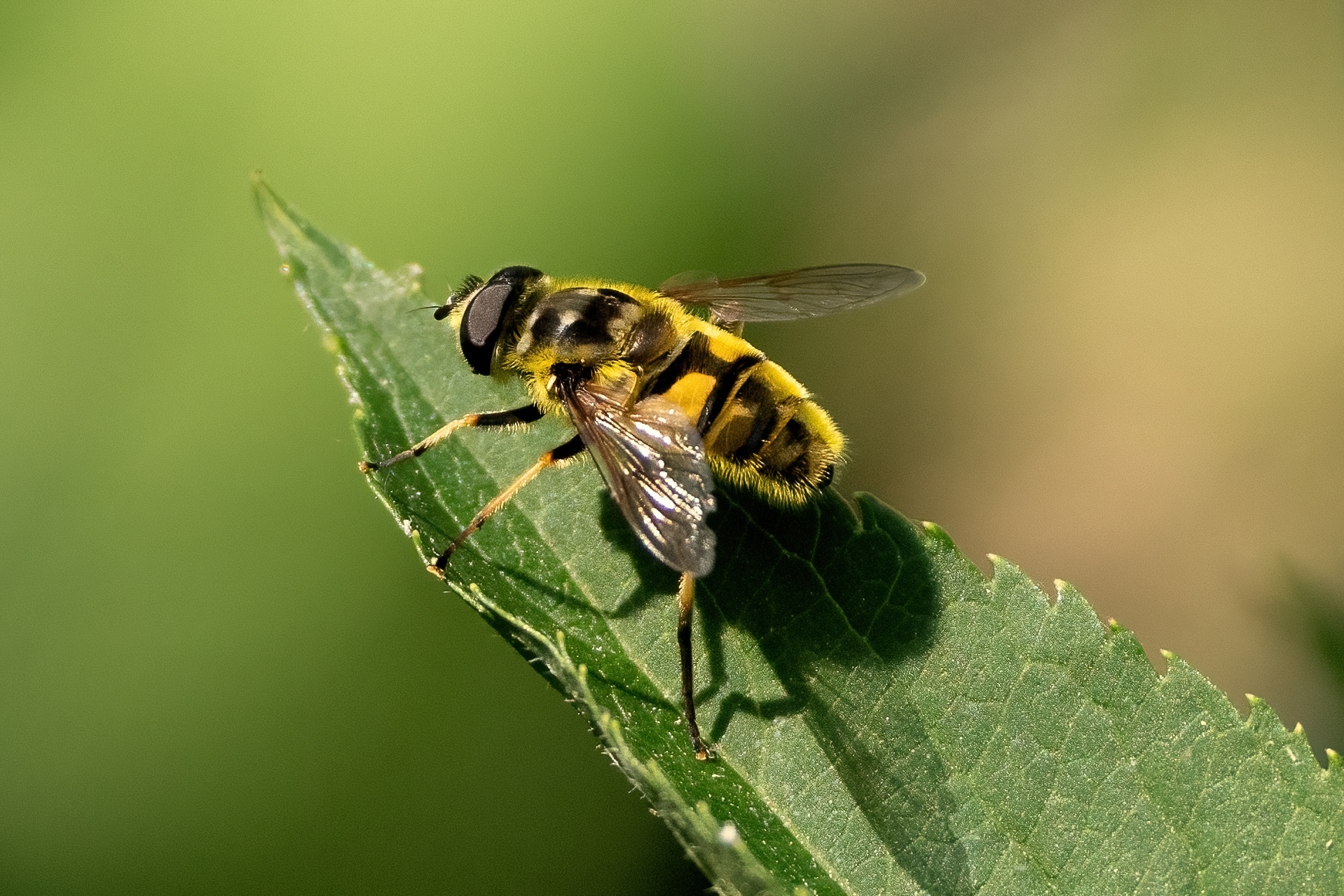 Myathropa florea