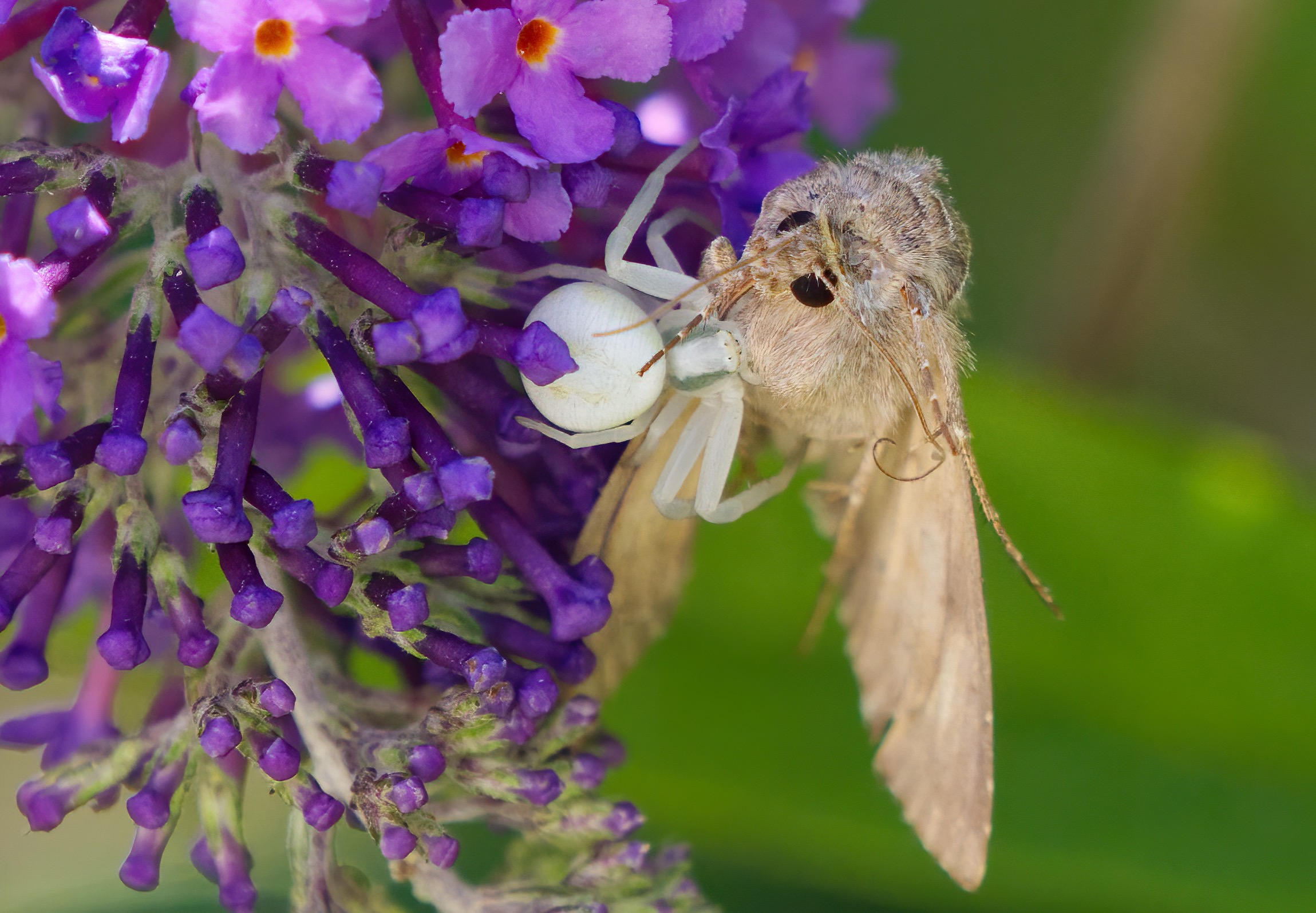 Il pasto della Misumena vatia