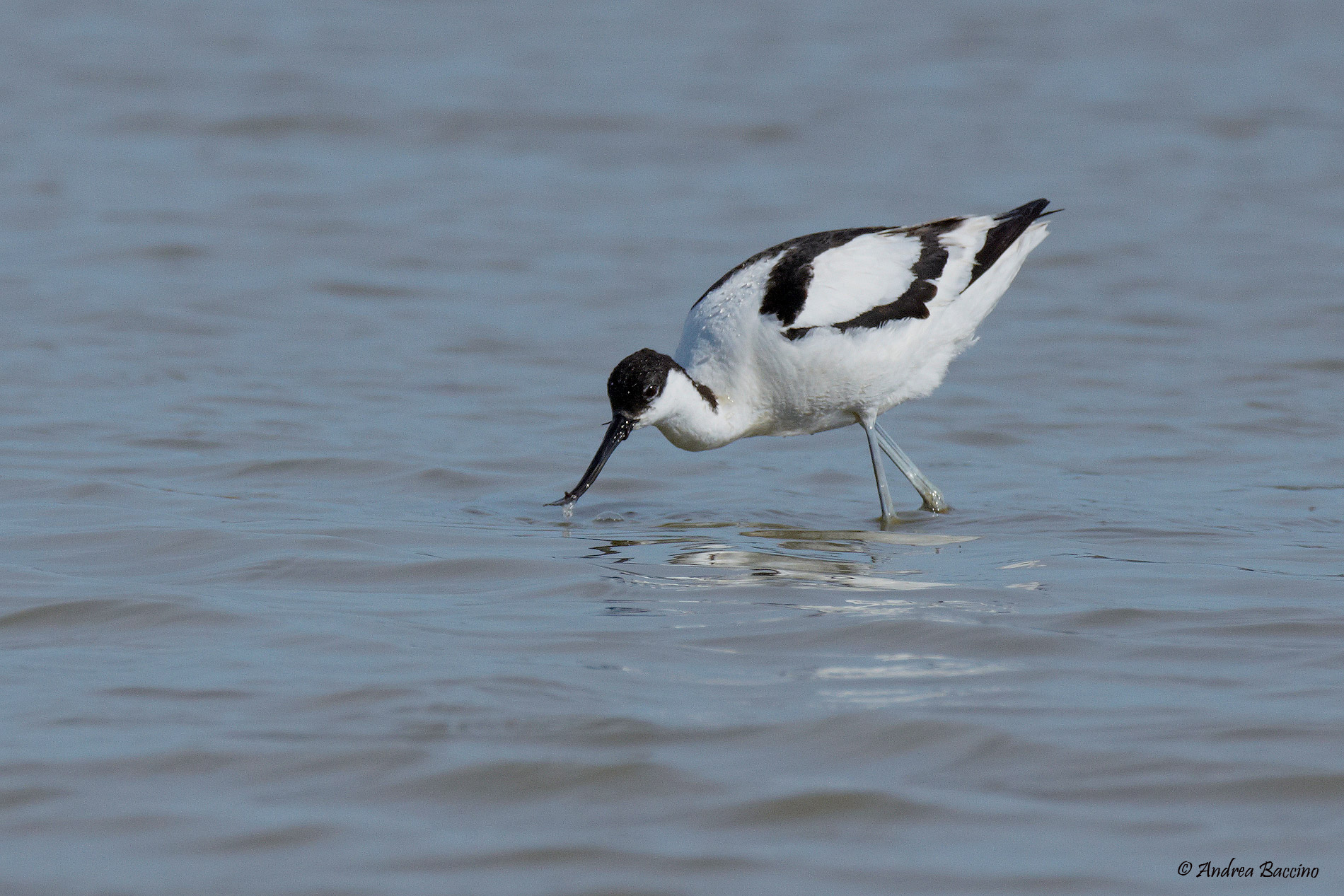 Avocetta