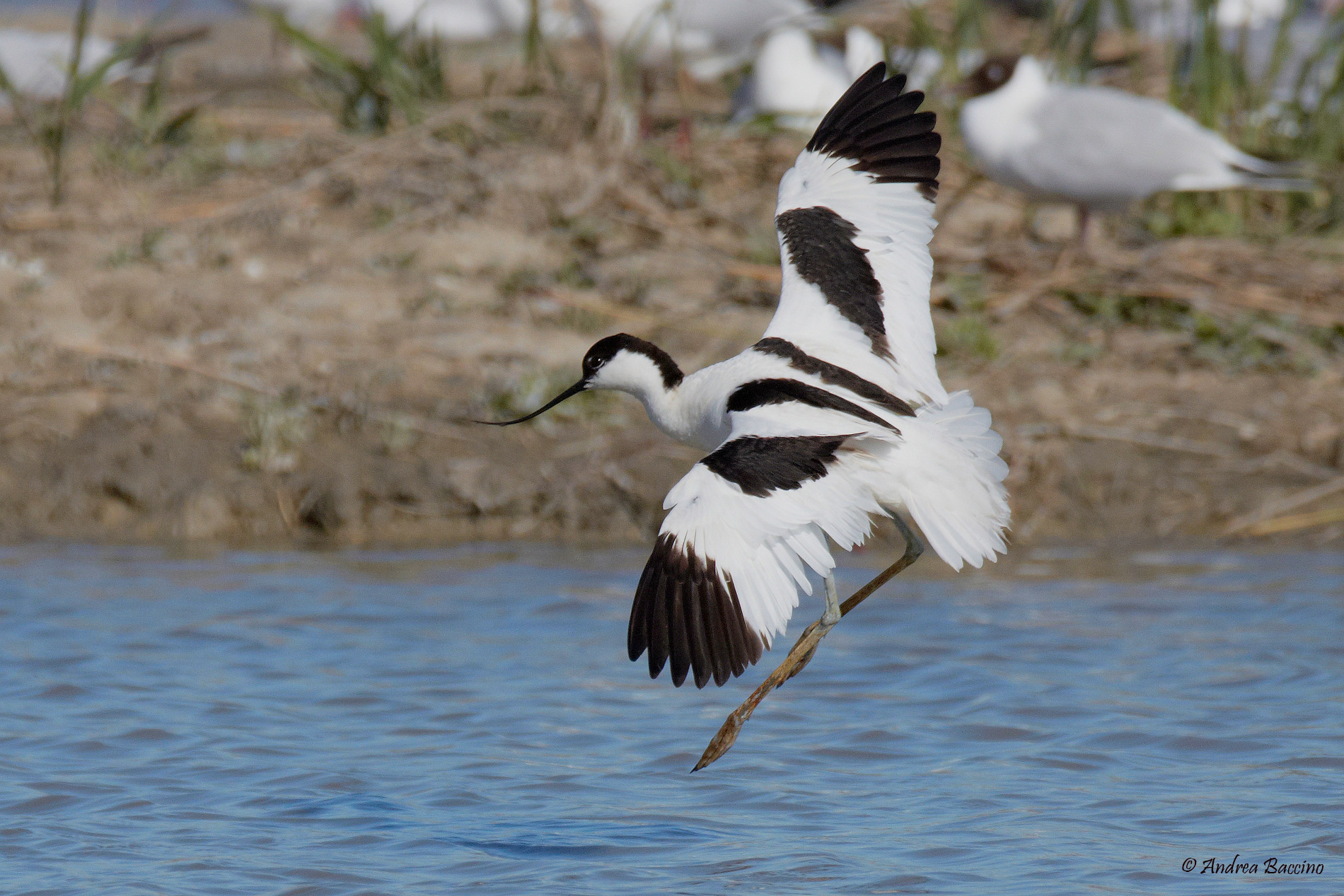 L'atterraggio dell'avocetta