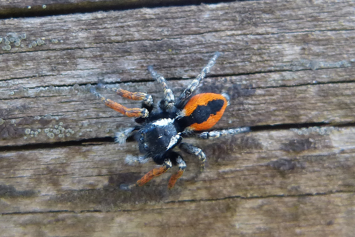 Red jumping spider