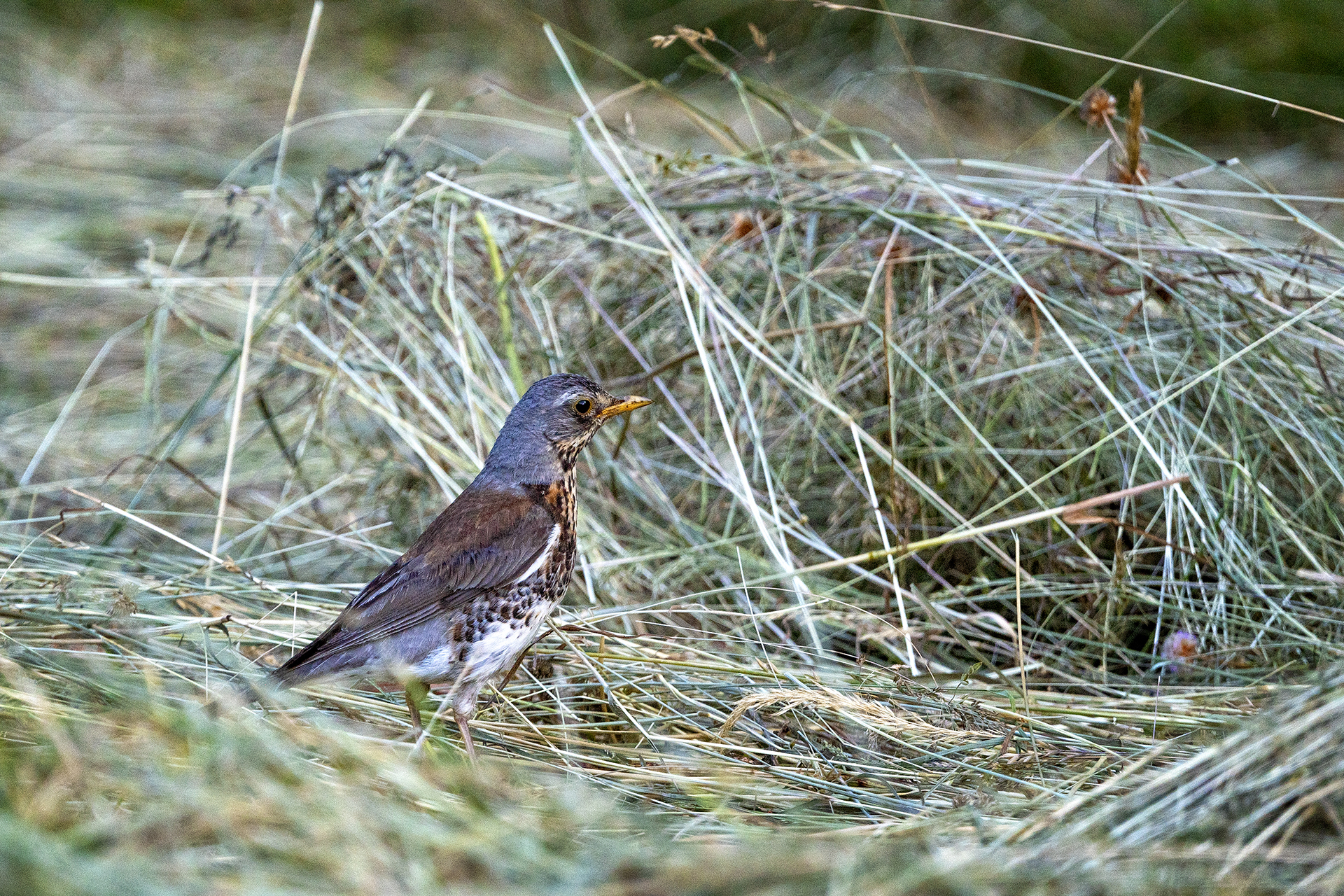 Fieldfare