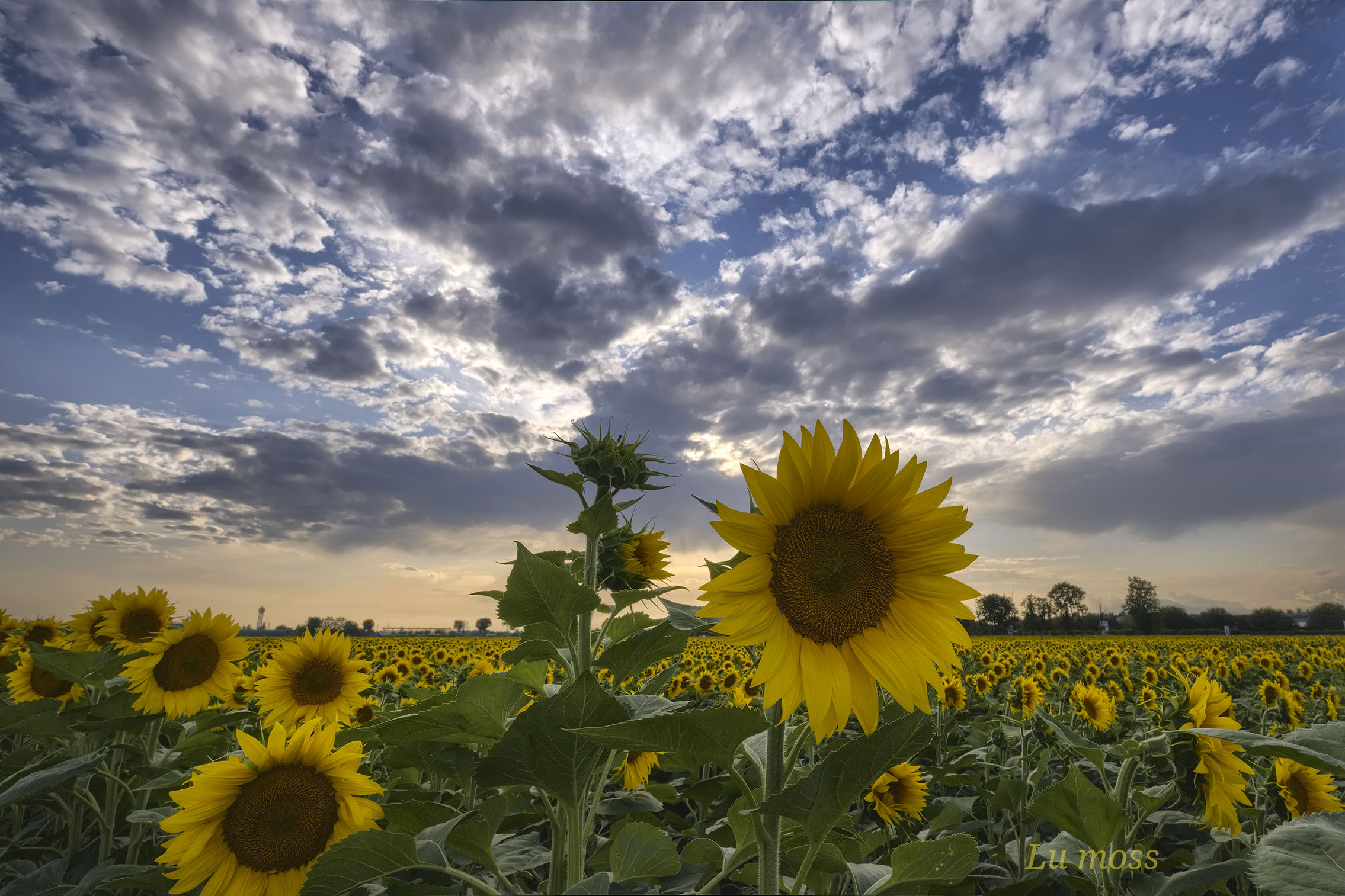Girasoli in pianura.