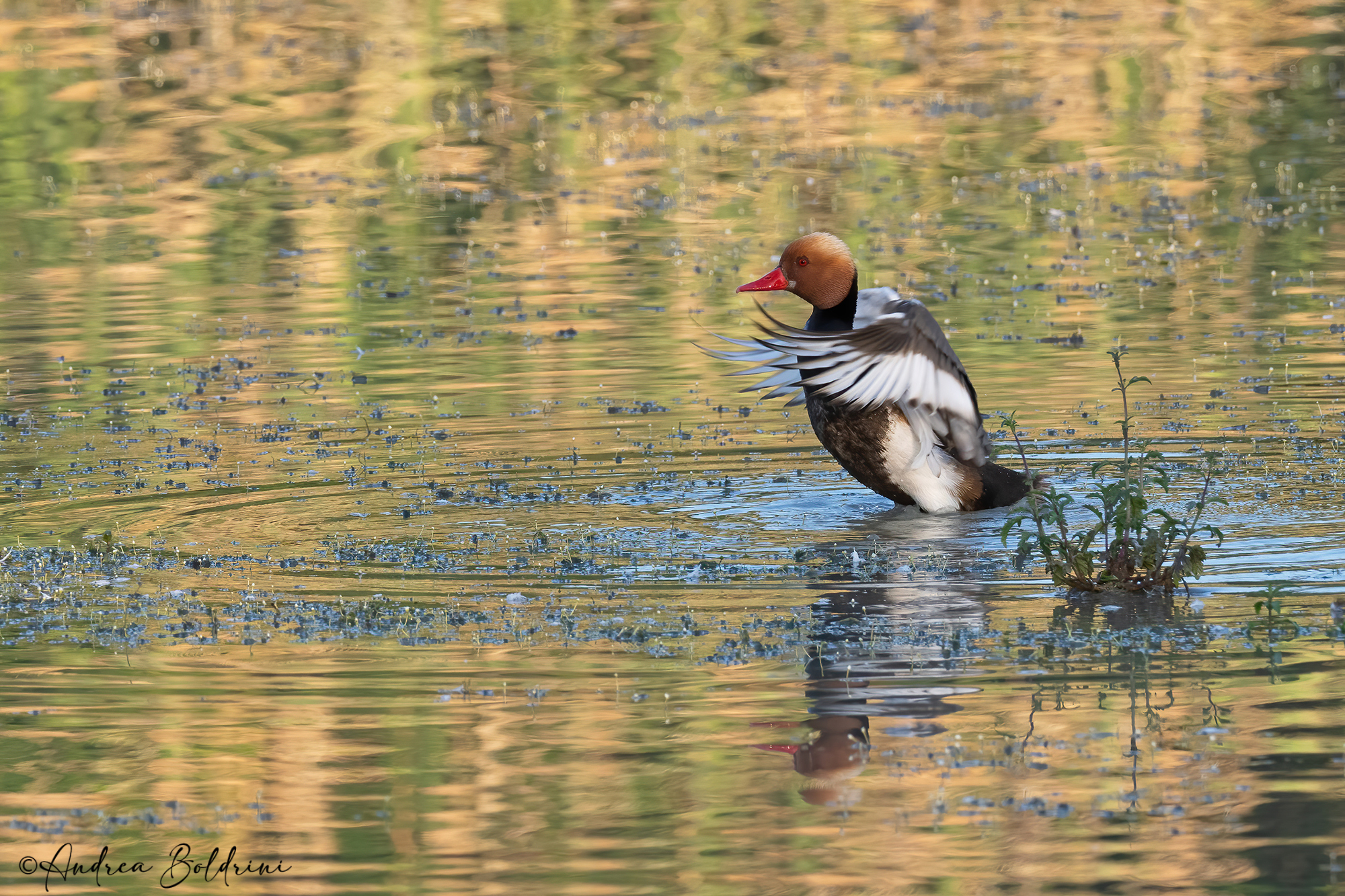 Red-crested pochard