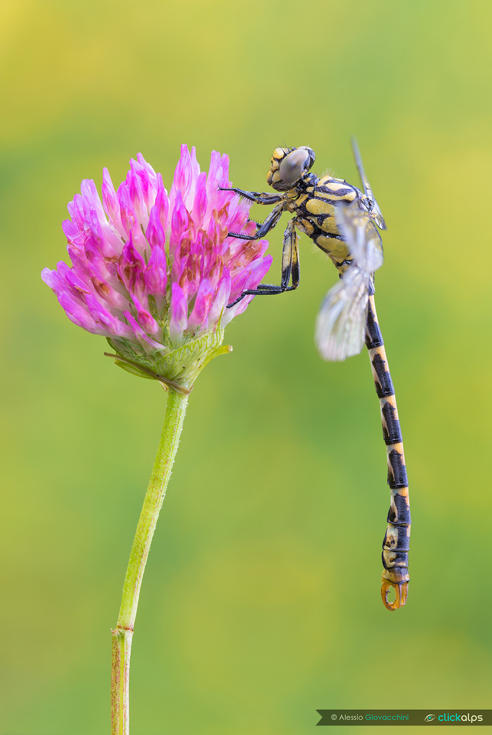 Onychogomphus forcipatus