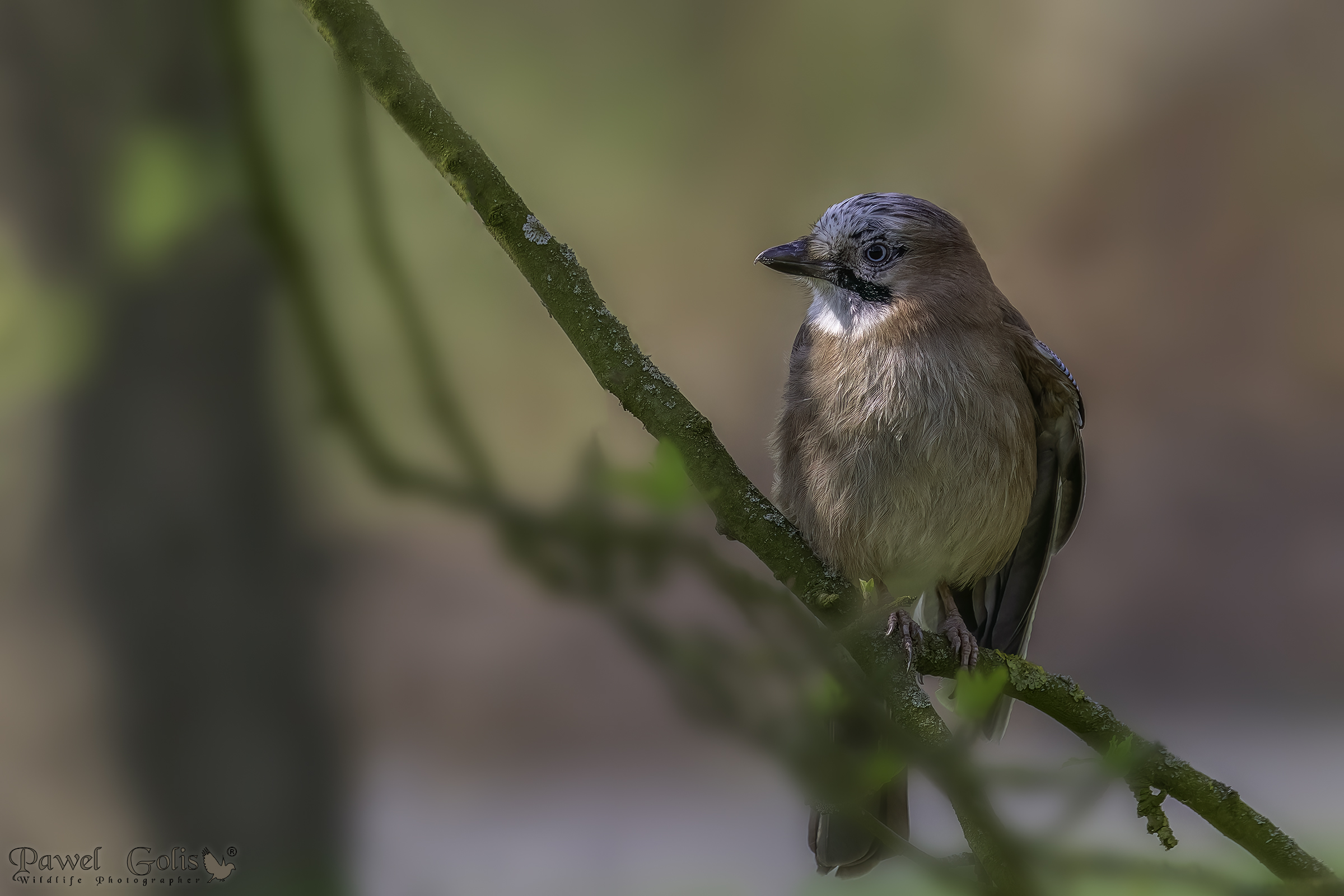 Ghiandaia eurasiatica (Garrulus glandarius)