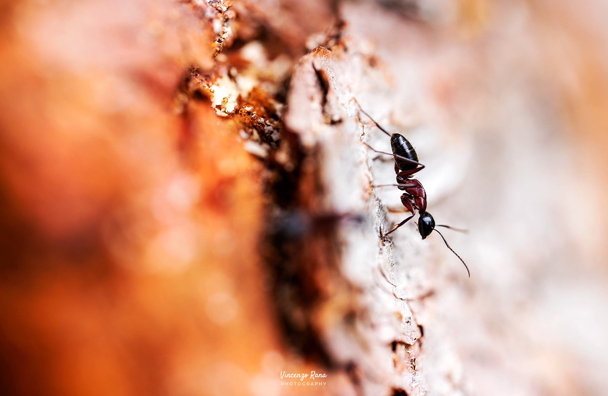 The tireless ant