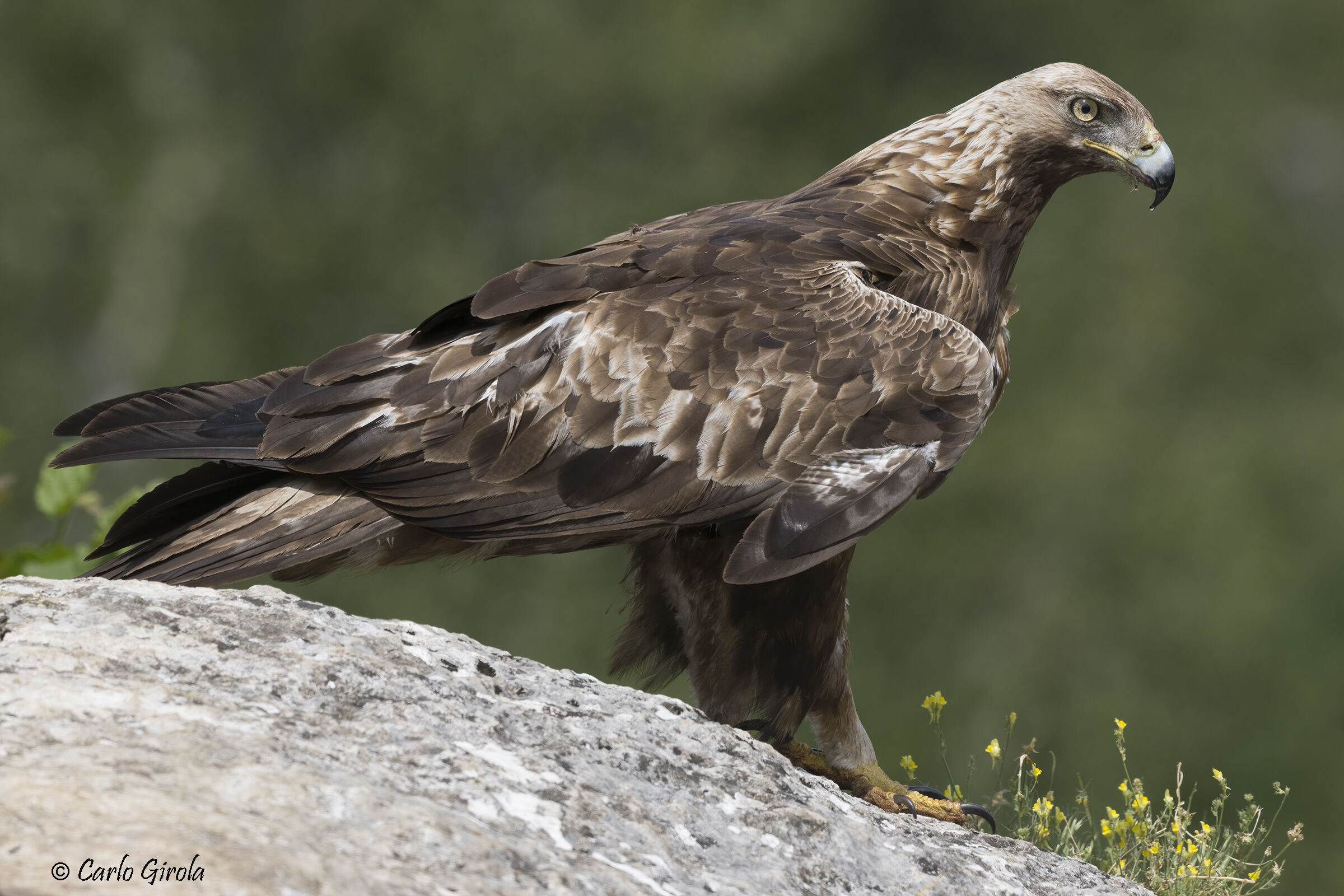 Golden eagle (Aquila chrysaetos)