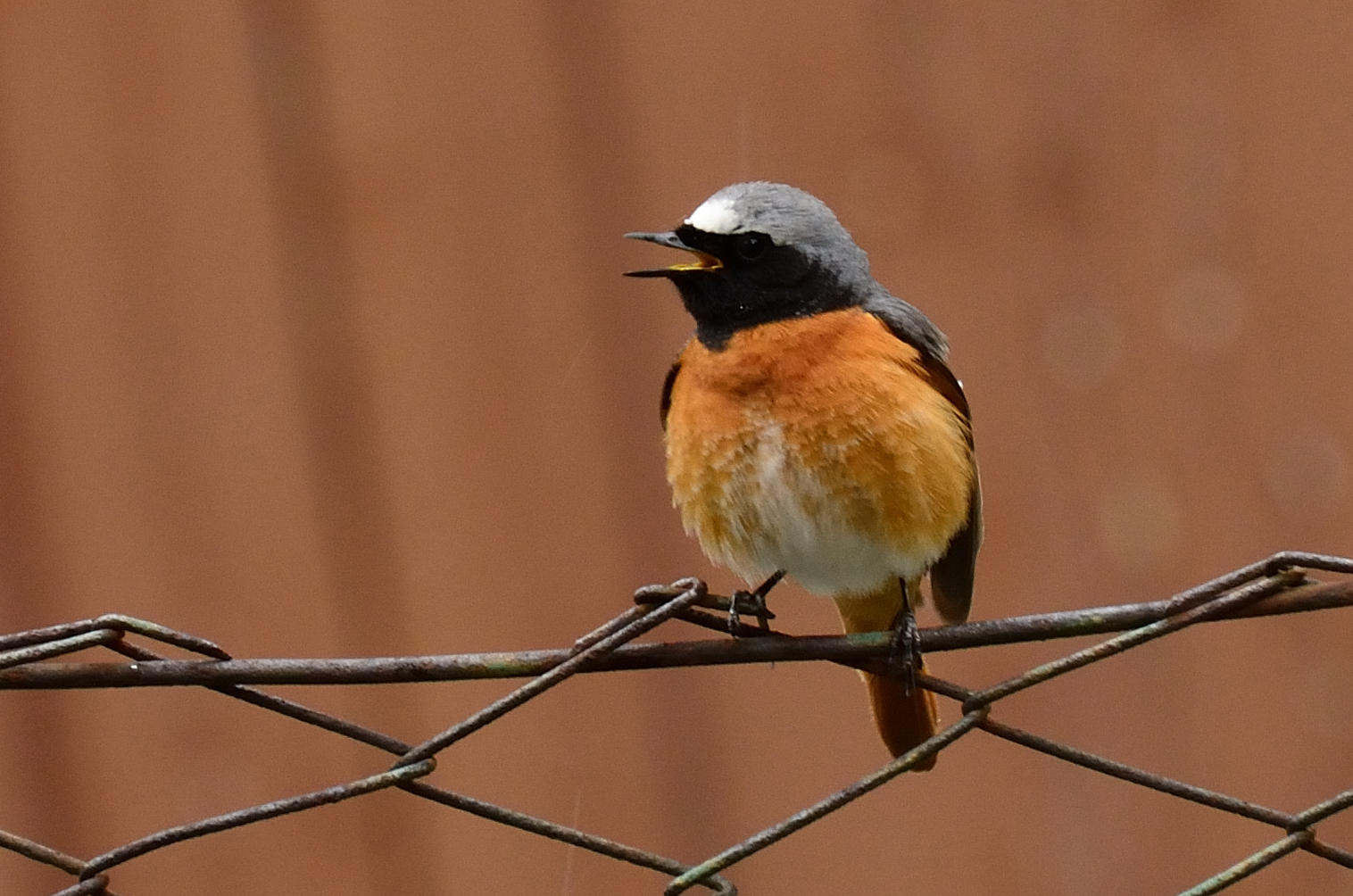 Redstart