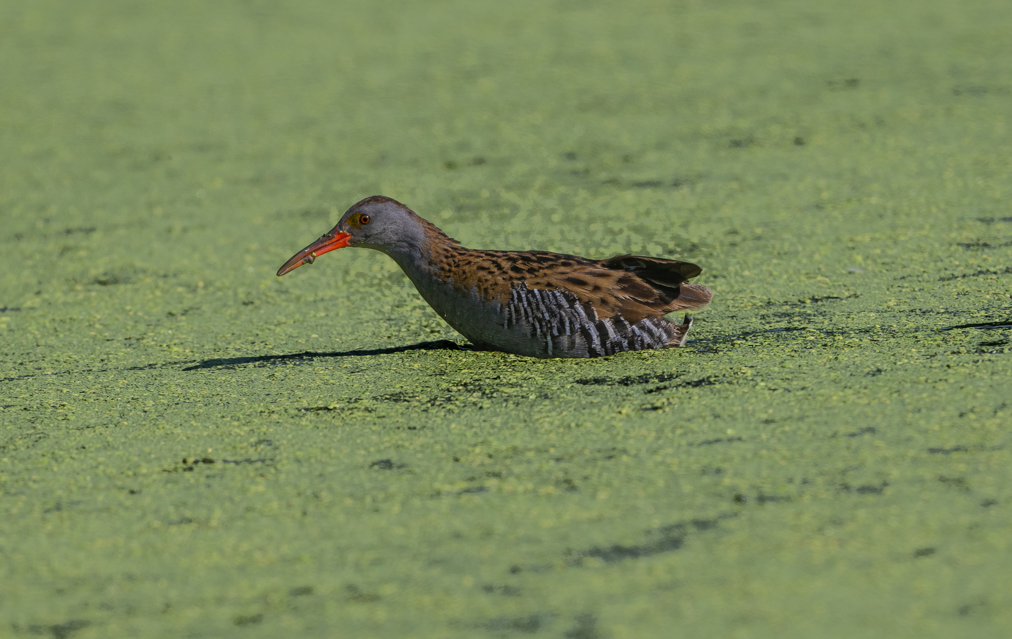 Porciglione, spesso nascosto tra la vegetazione