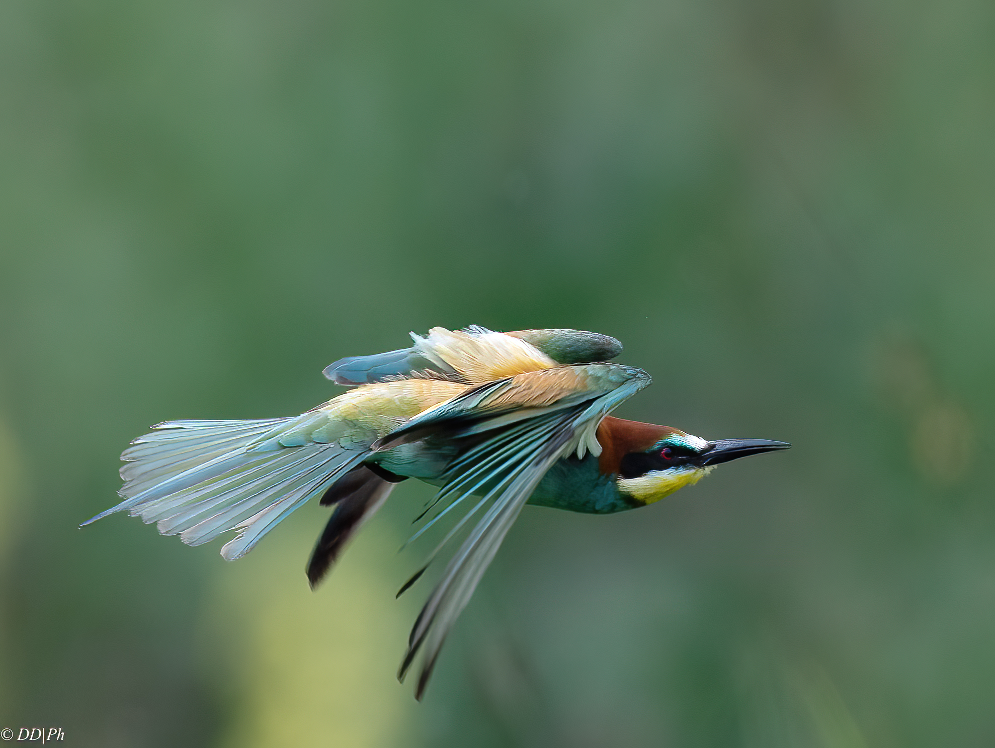 Bee-eater
