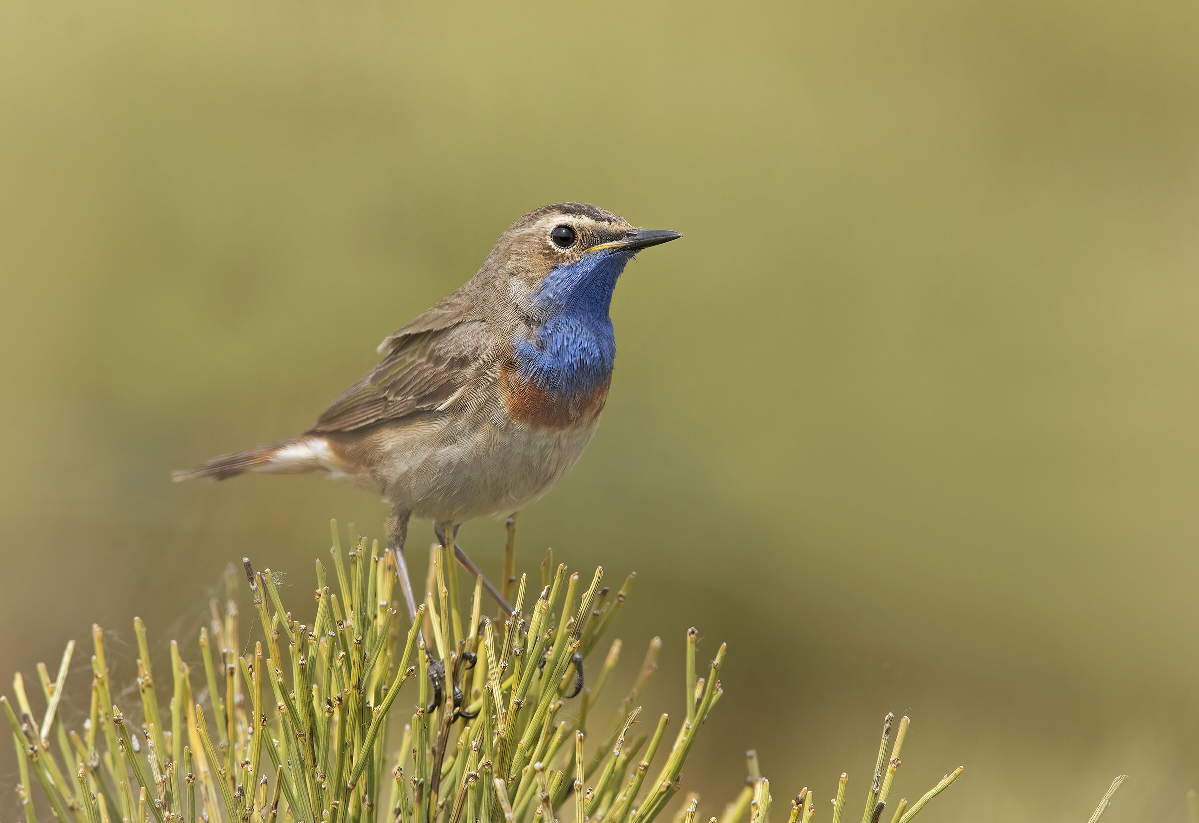 pettazzurro(luscinia svecica)