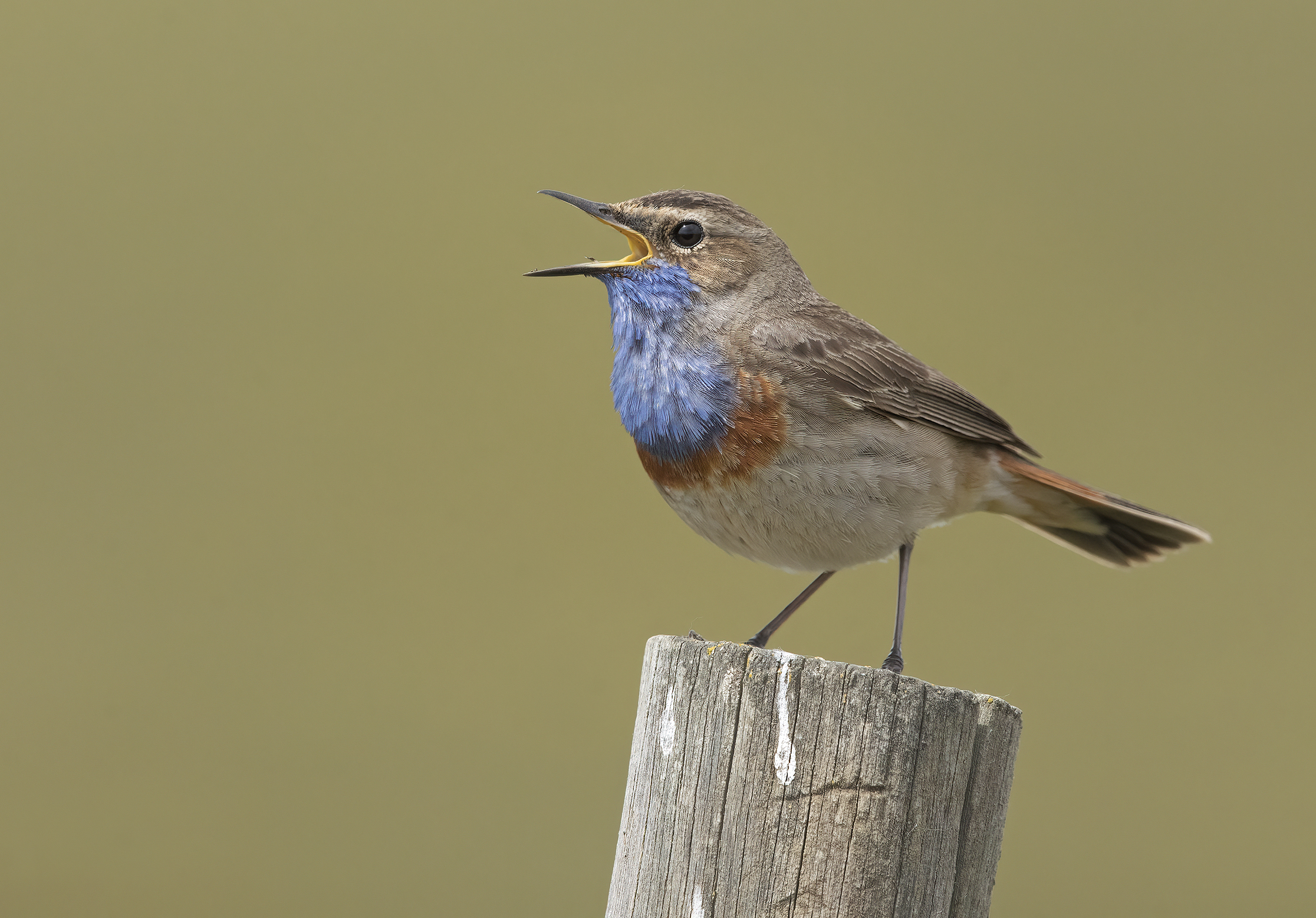 Blue-breasted (Luscinia svecica)