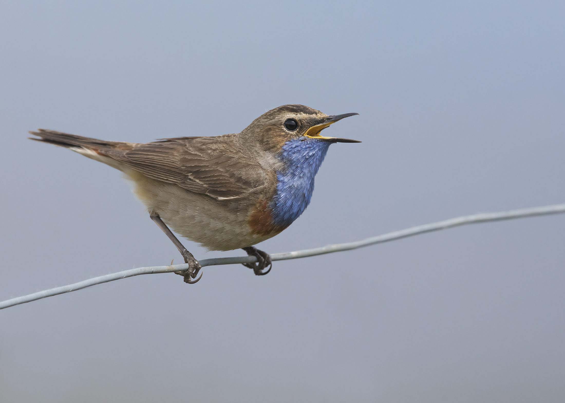 pettazzurro(luscinia svecica)