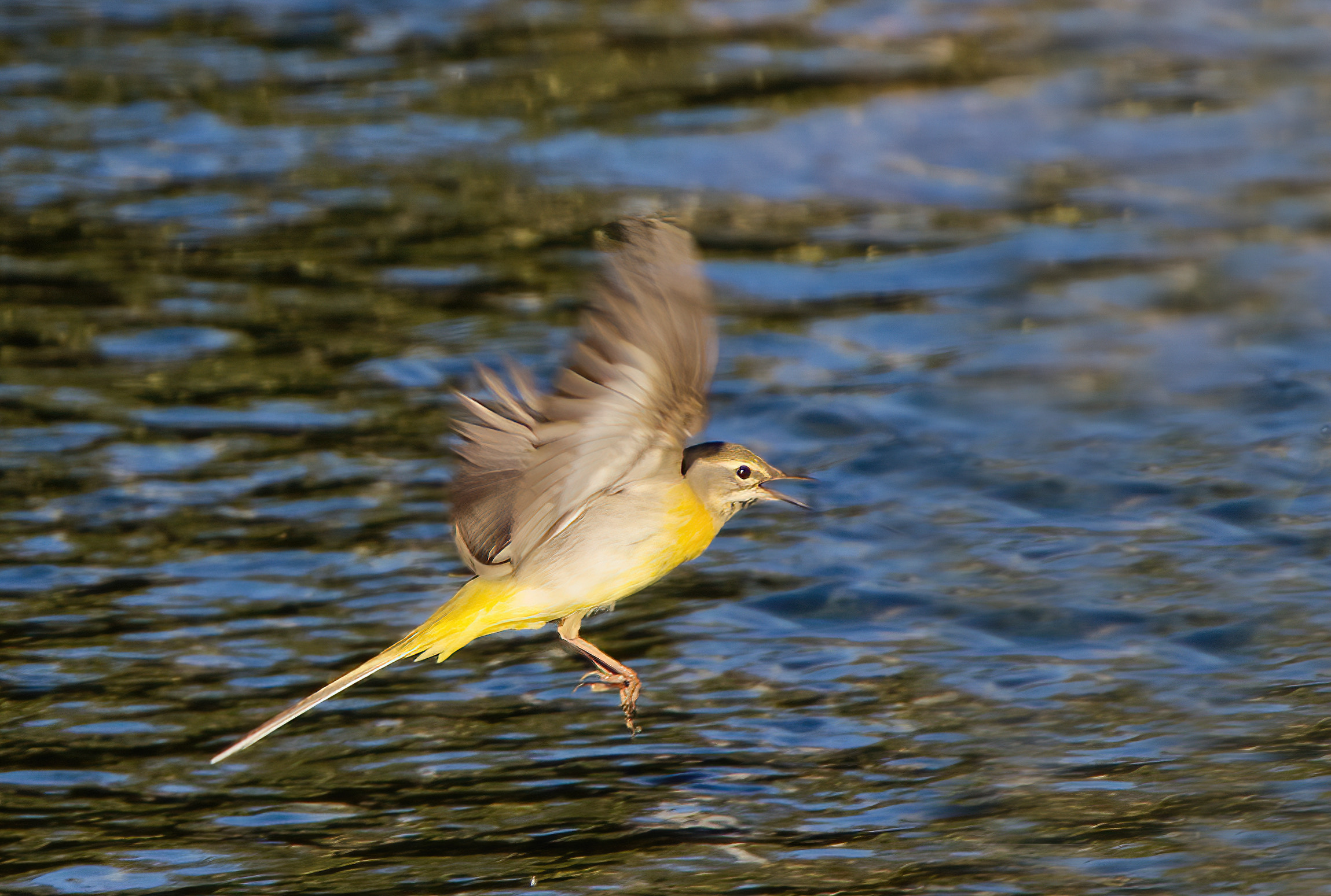 Grey wagtail