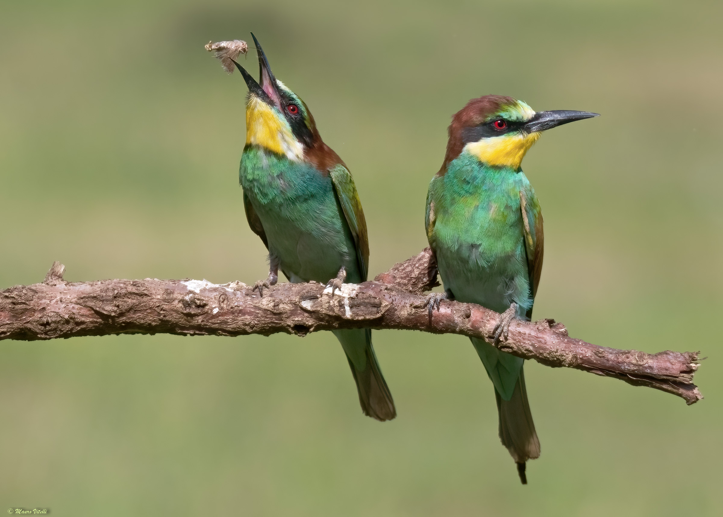 Bee-eater (Merops apiaster)