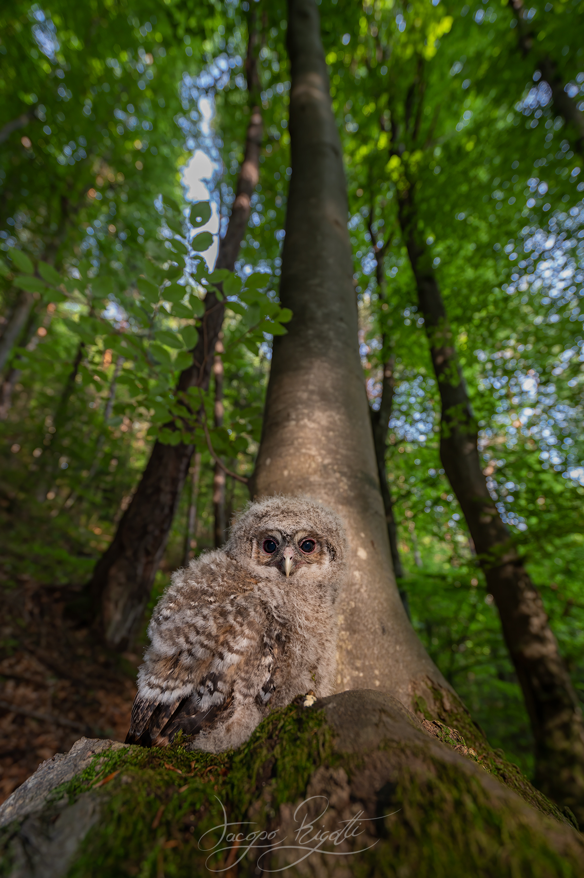 Young tawny owl
