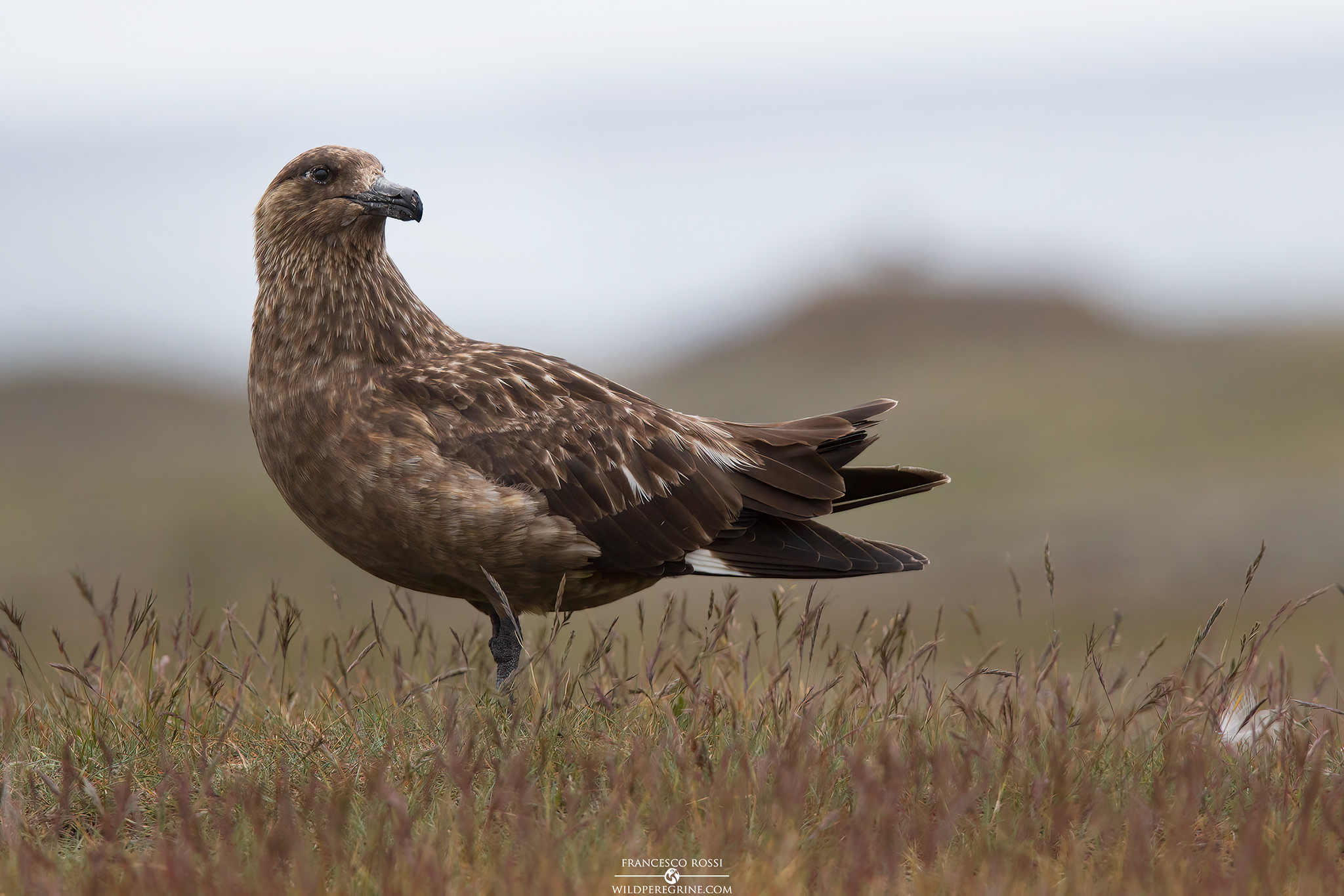 Stercorario Maggiore (Stercorarius skua)