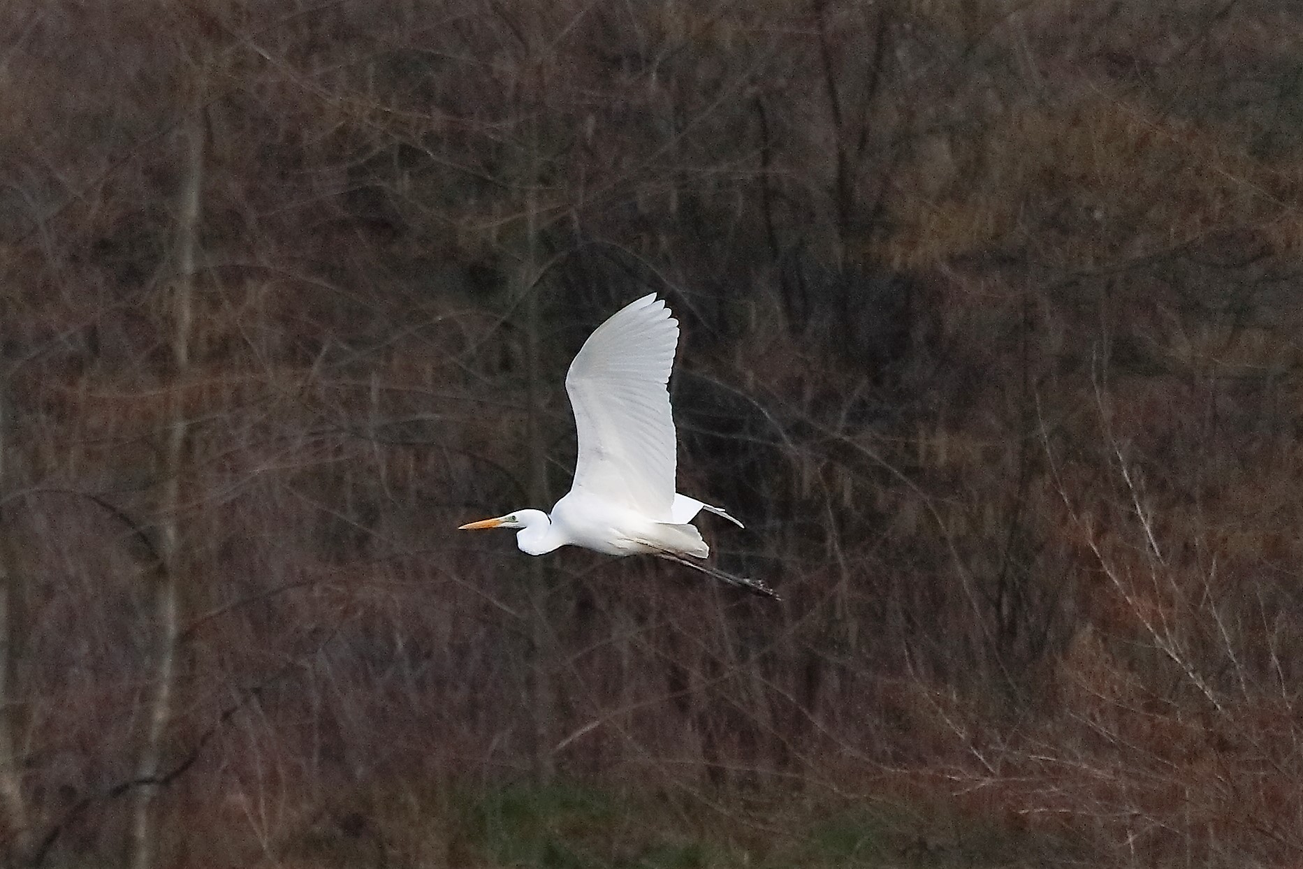 Airone BM 04 marzo 2023