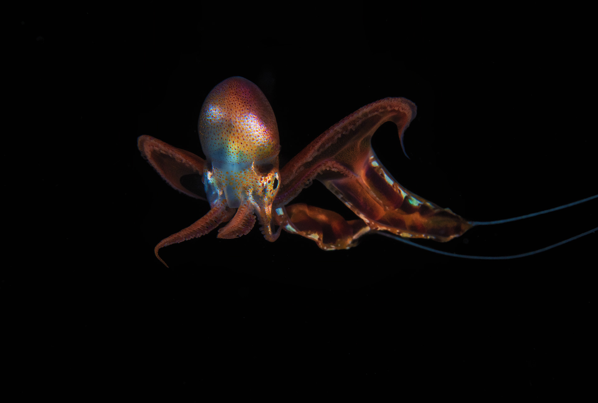 blanket octopus juvenile