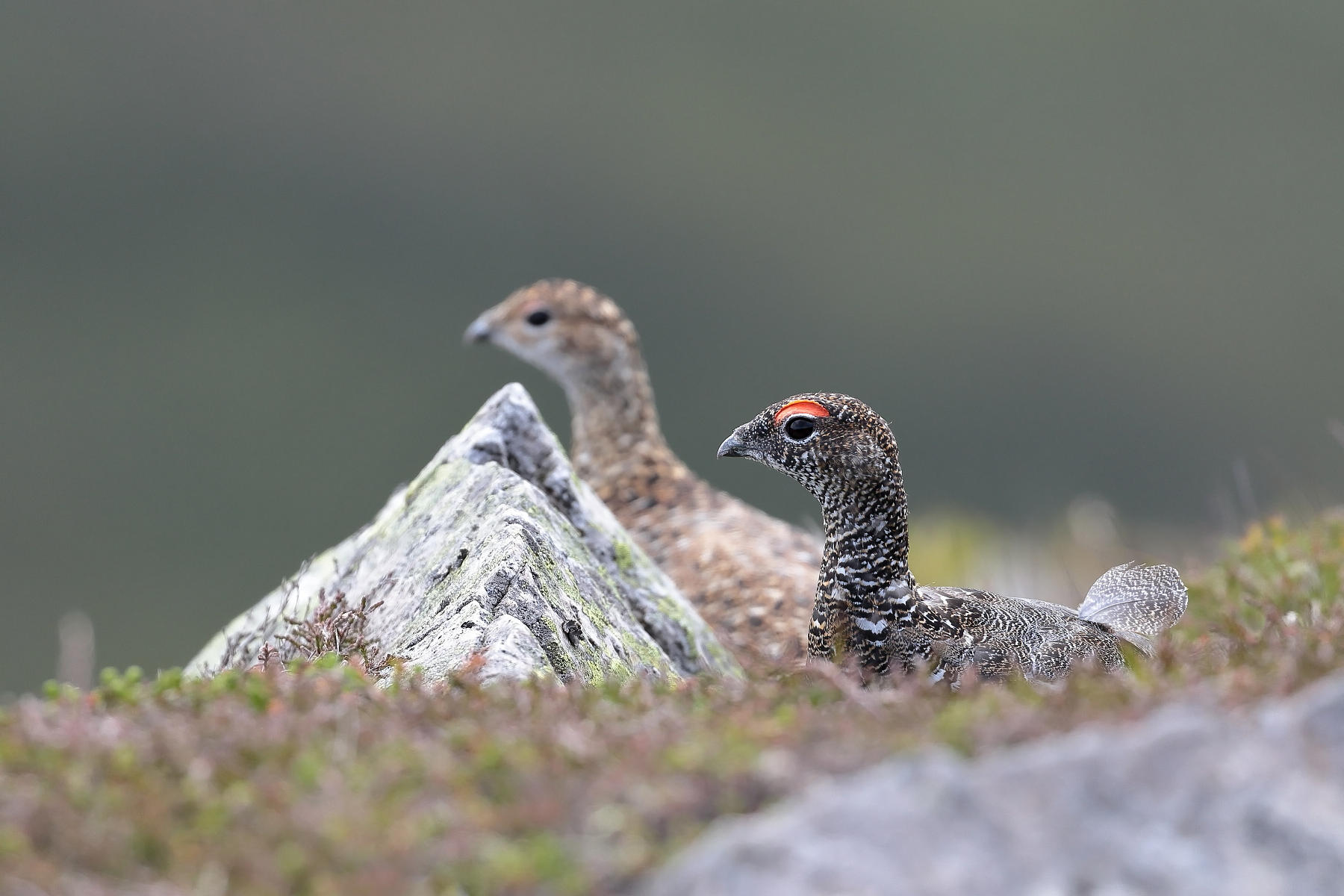 Passeggio in coppia...
