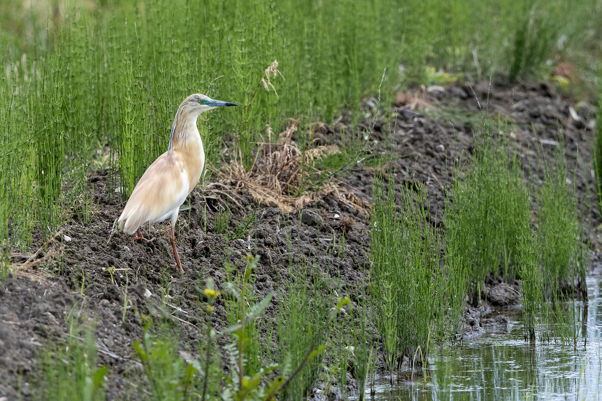 Squacco heron