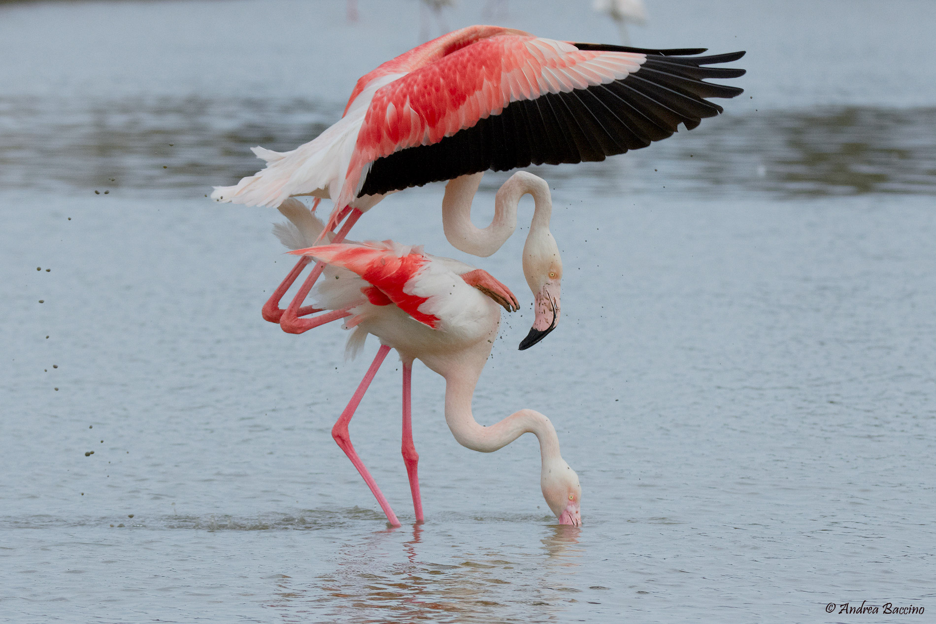 Coupling flamingos