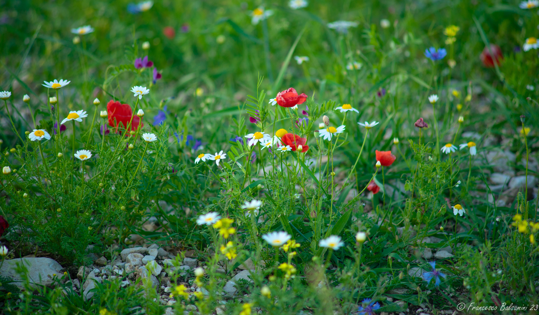 Senza Titolo