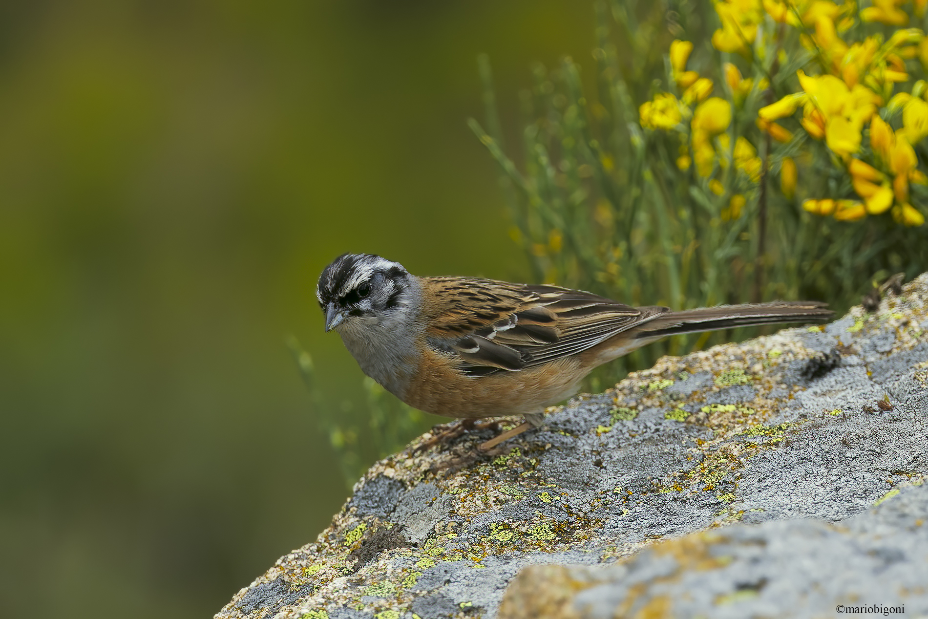 Muciatto bunting