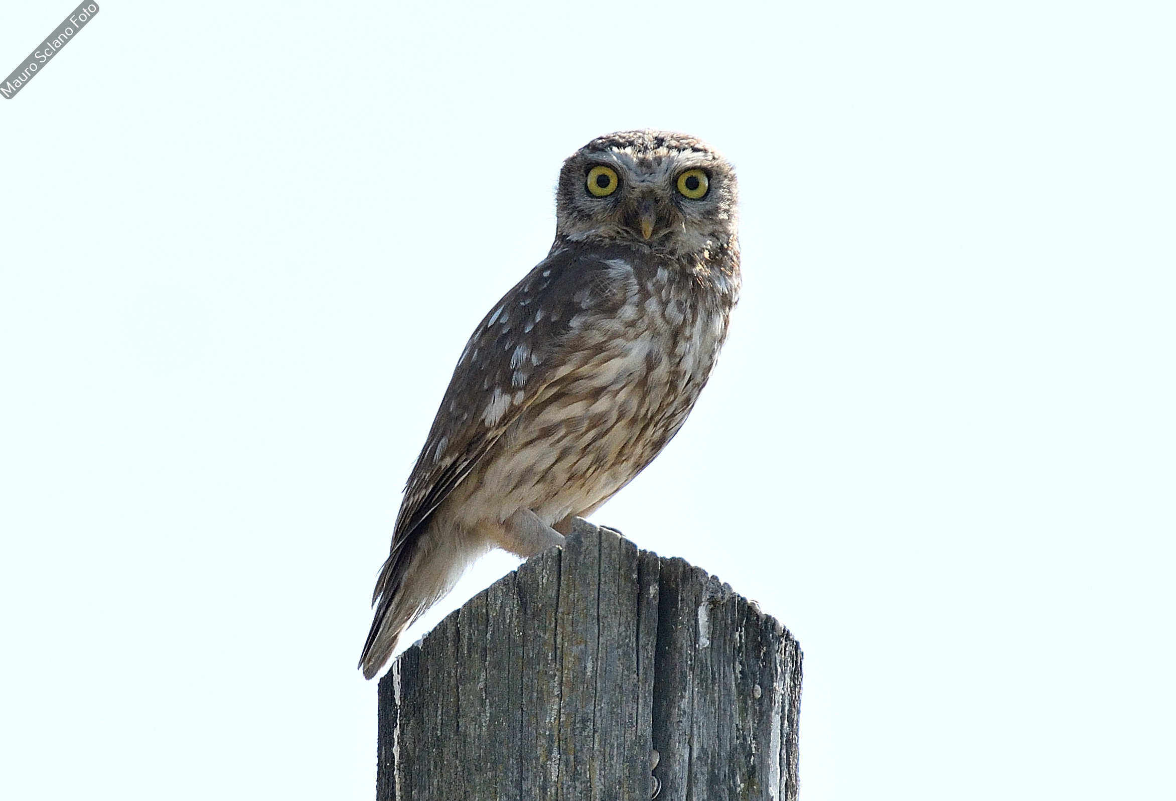 Owl
