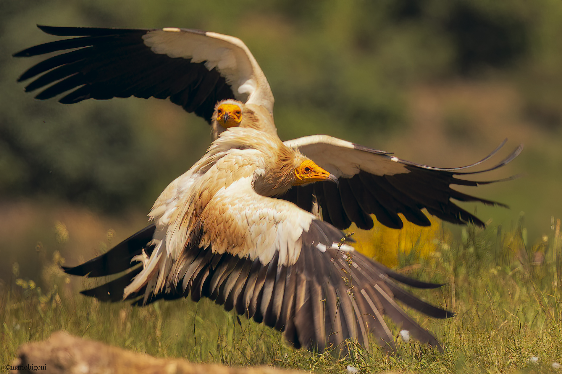 Pair of Egyptian vultures