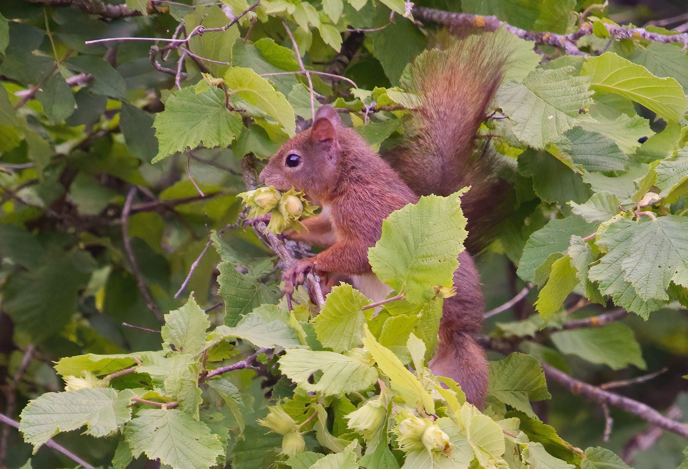 Nibbling on hazelnuts