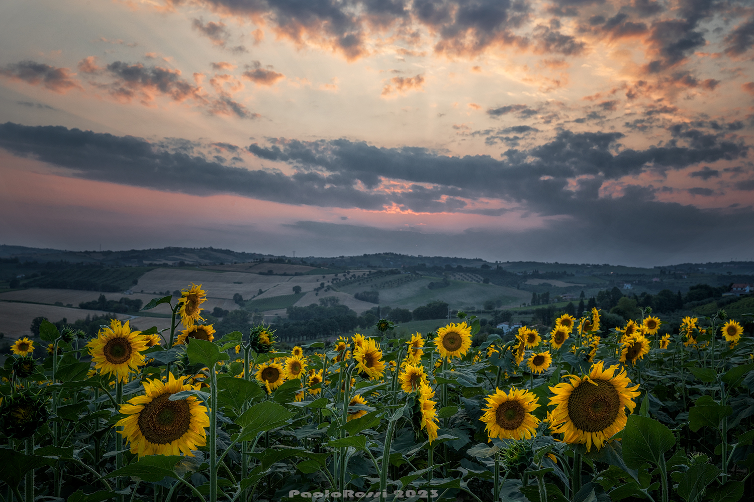 Sunflowers at sunset...