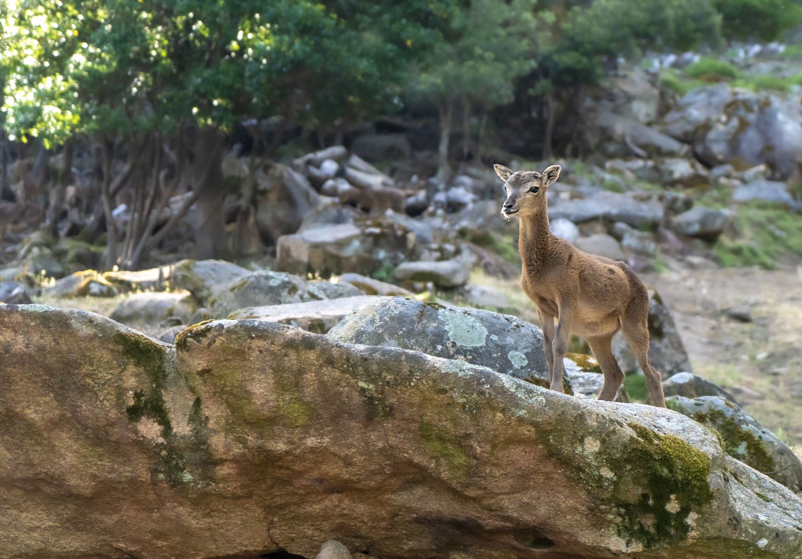 Baby mouflon