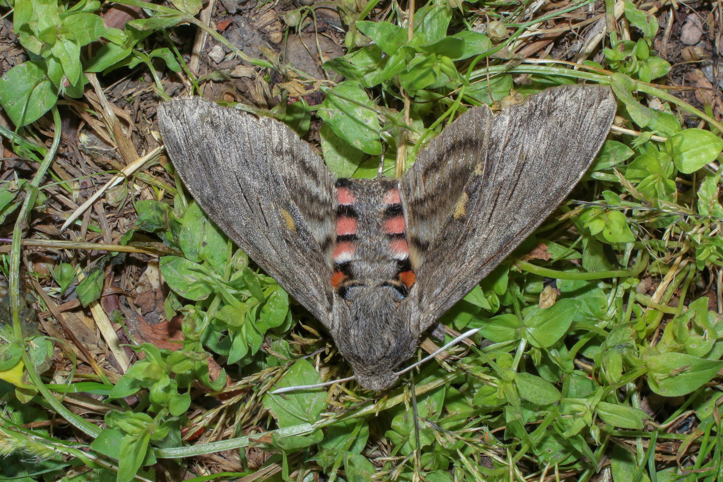 Agrius convolvuli (bindweed sphinx)